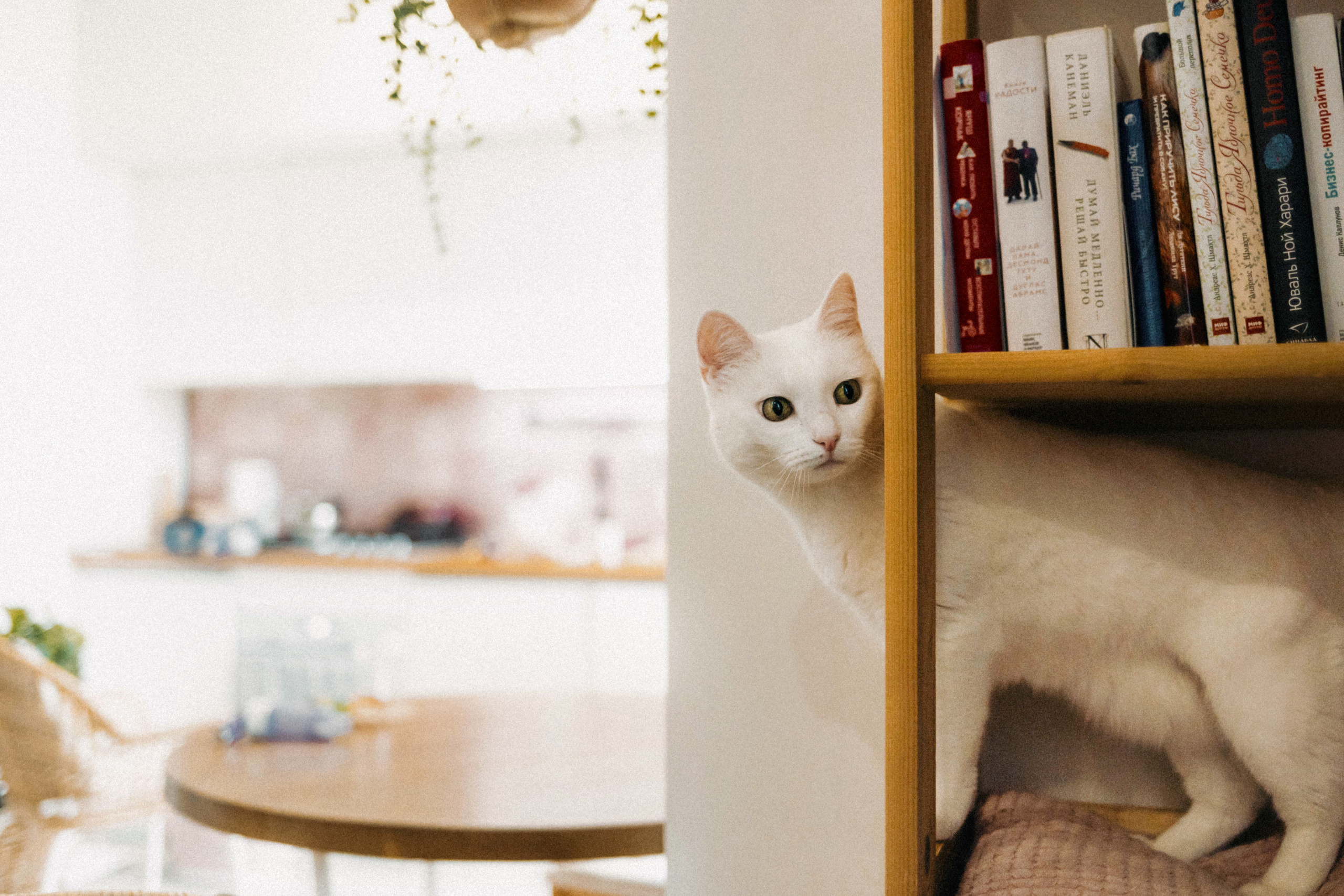 Фотосессия для кота в интерьере