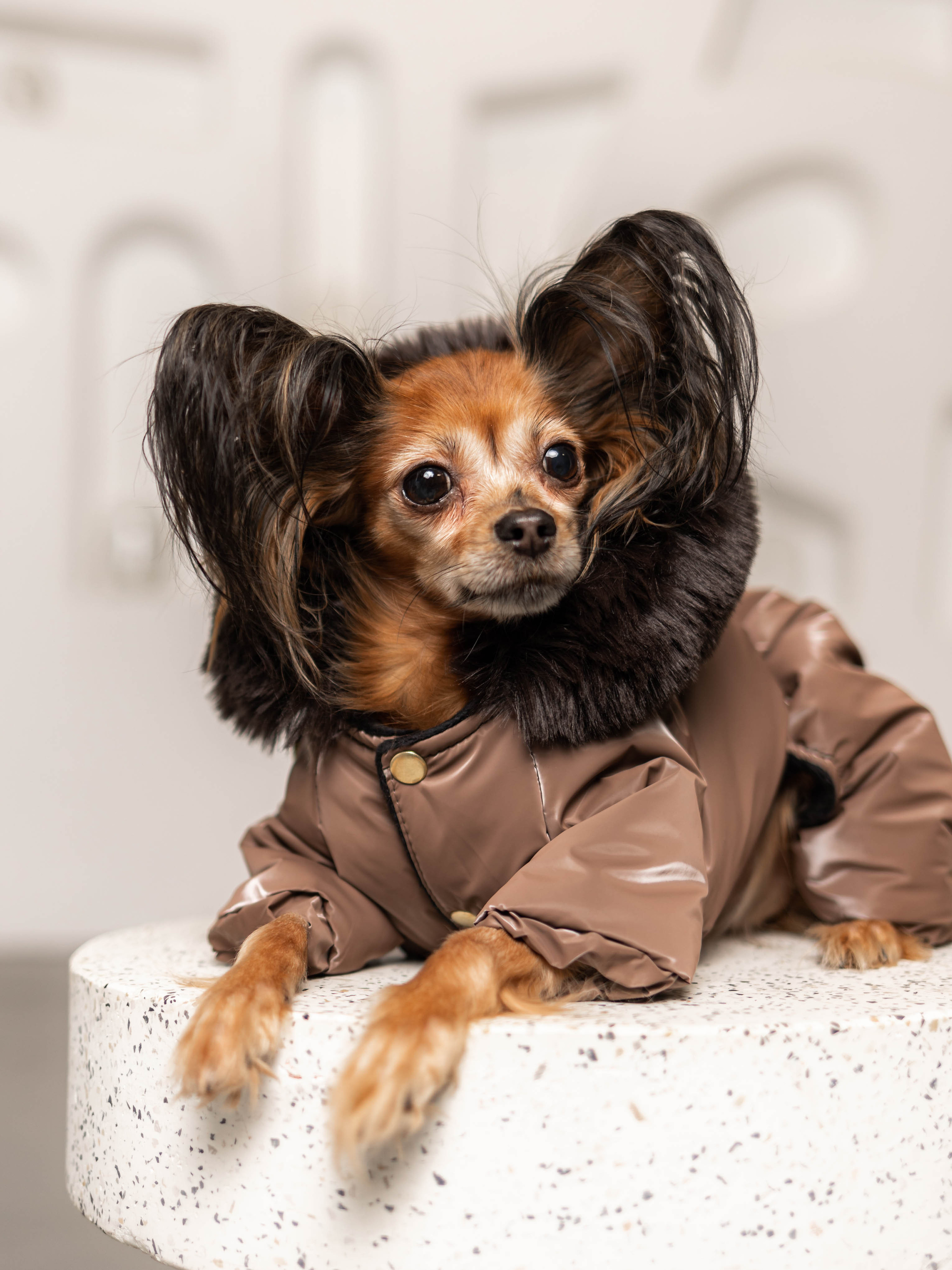 Фотосессия для каталога собачьих товаров на Wildberries