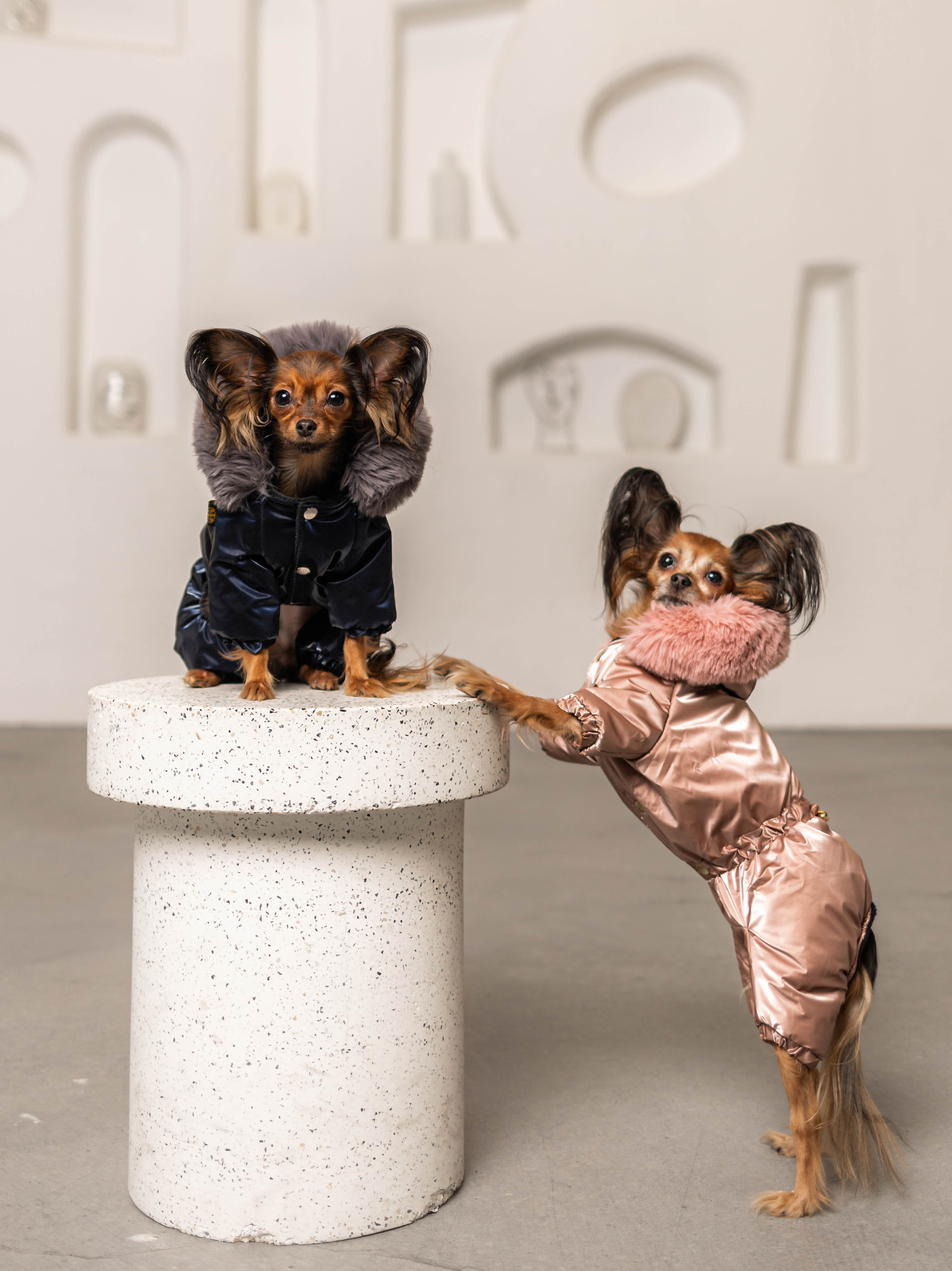 Фотосессия для каталога собачьих товаров на Wildberries