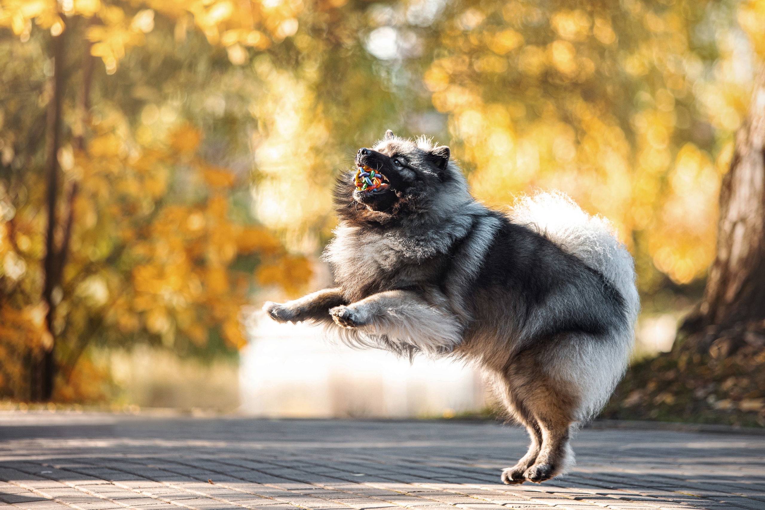 Фотосессия с собакой Чарой в Москве