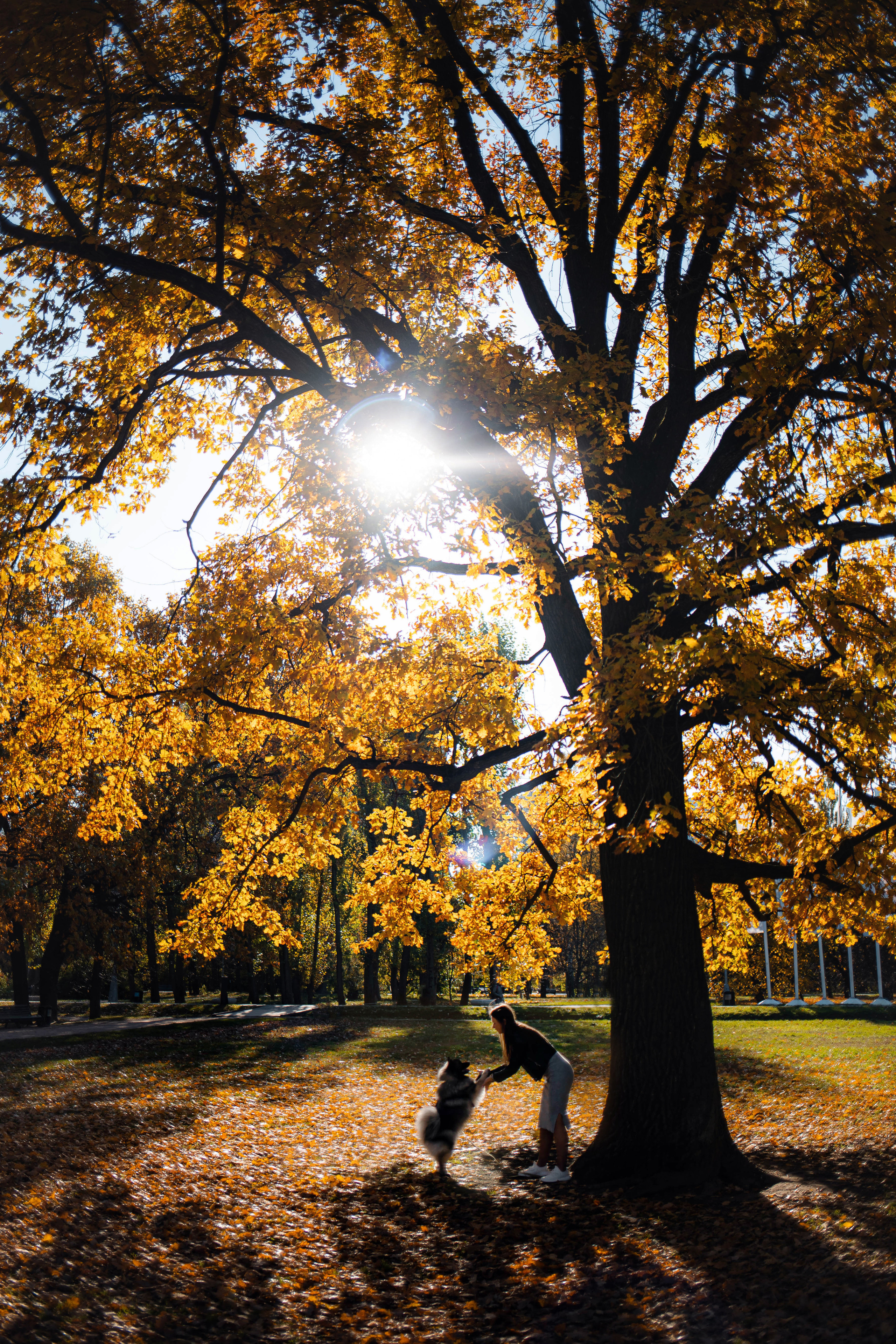 Фотосессия с собакой Чарой в Москве