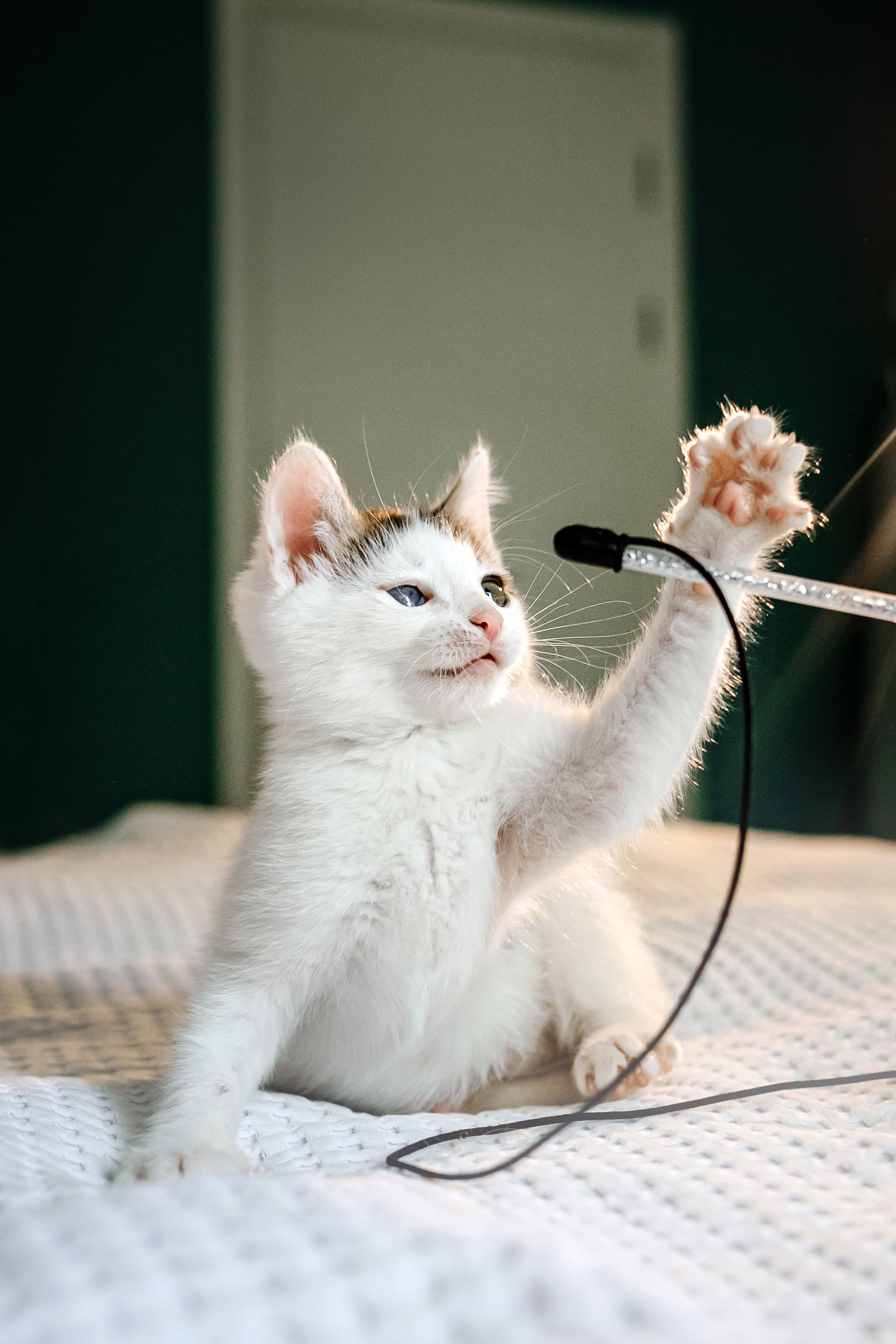 Фотосессия для котят в интерьере