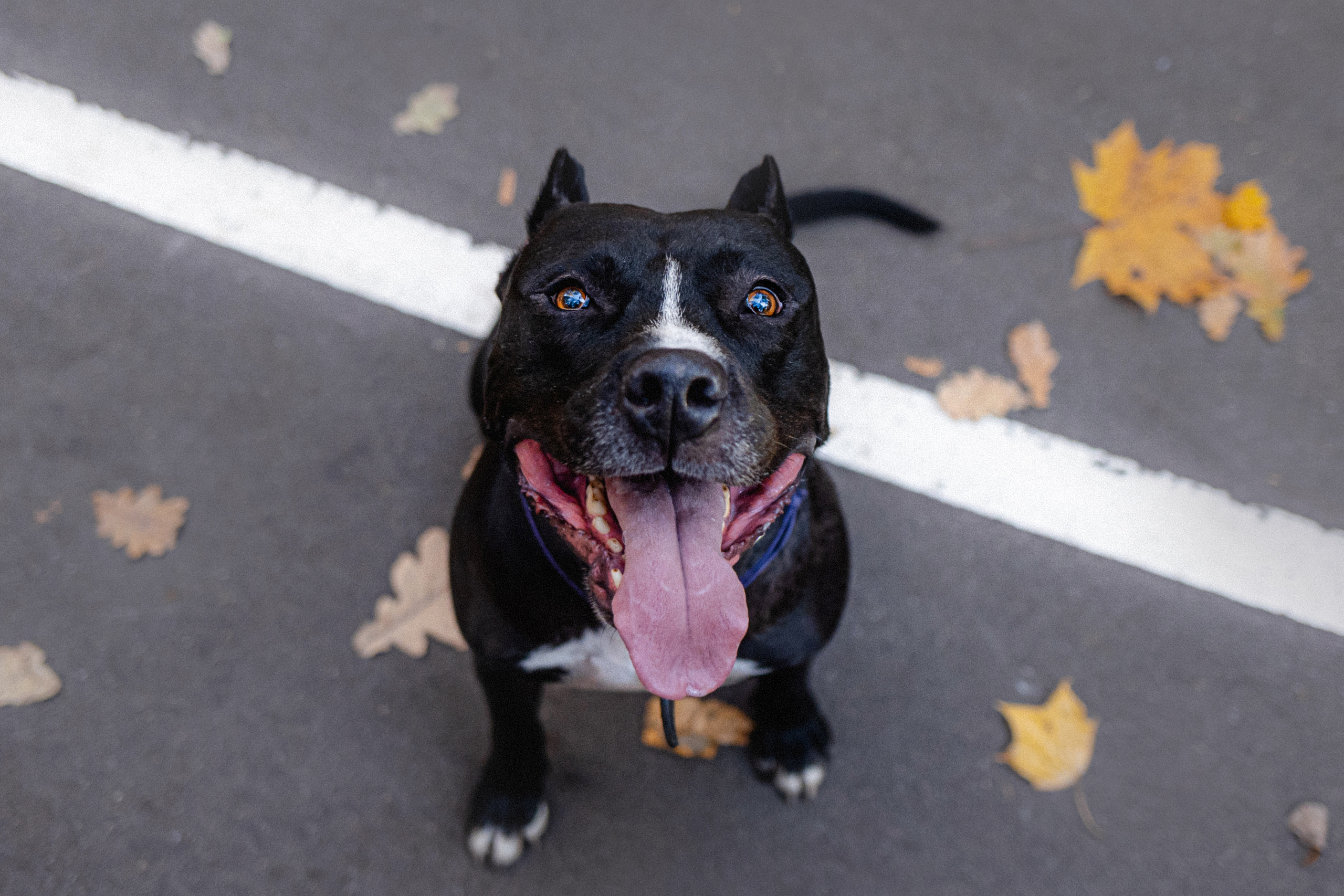 Фотосессия с собаками Камю и Афина в Москве