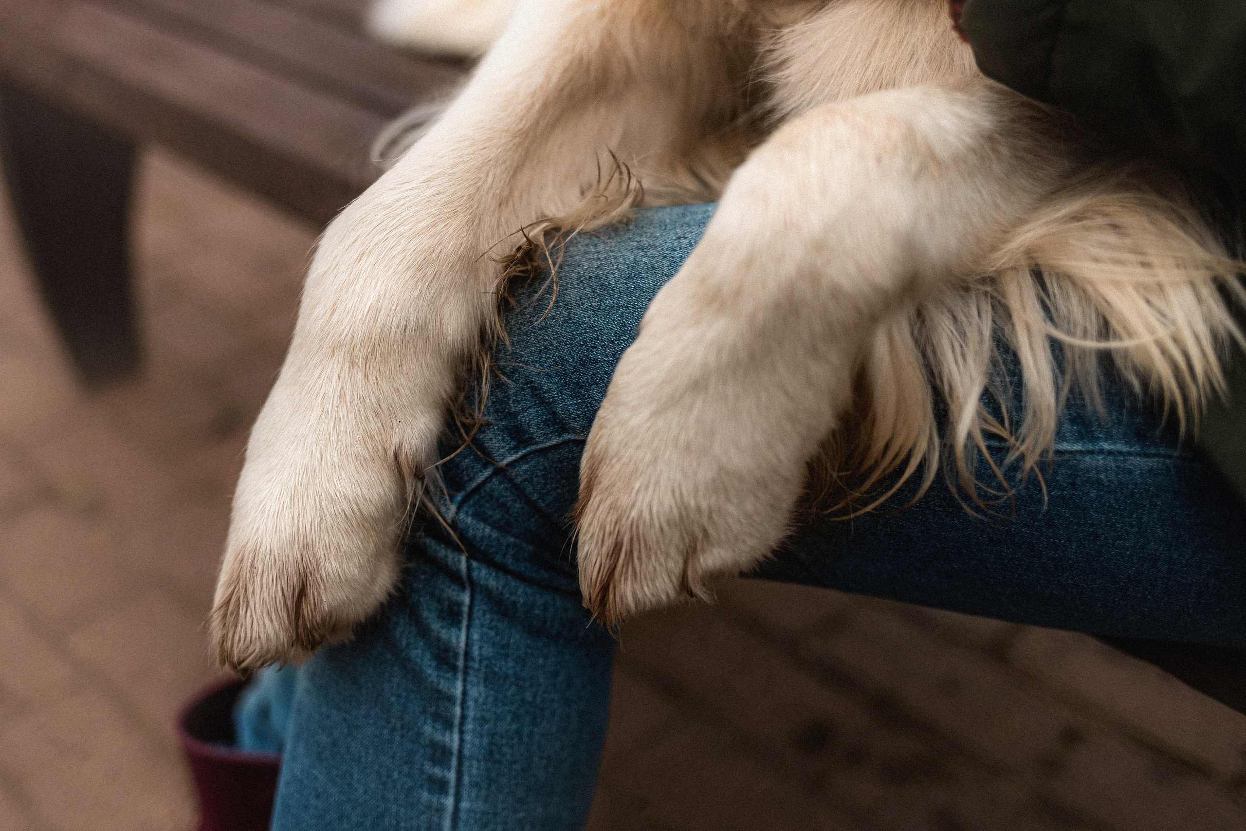 Фотосессия с золотистым ретривером Мартином в Москве