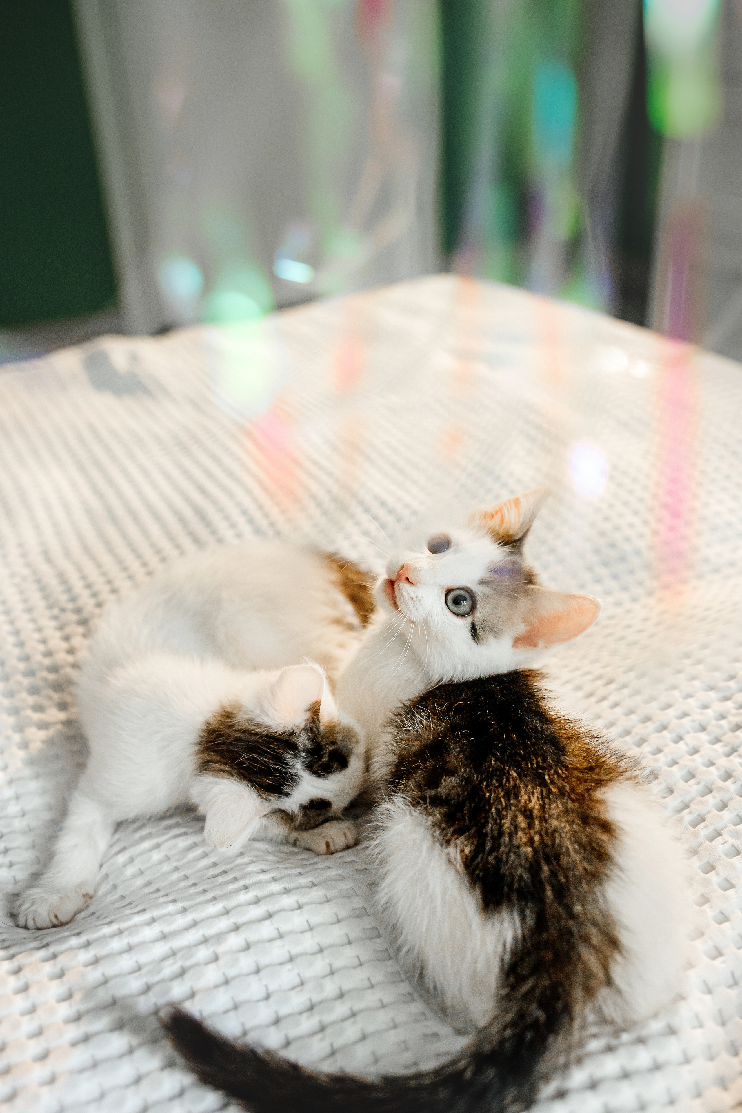 Фотосессия для котят в интерьере