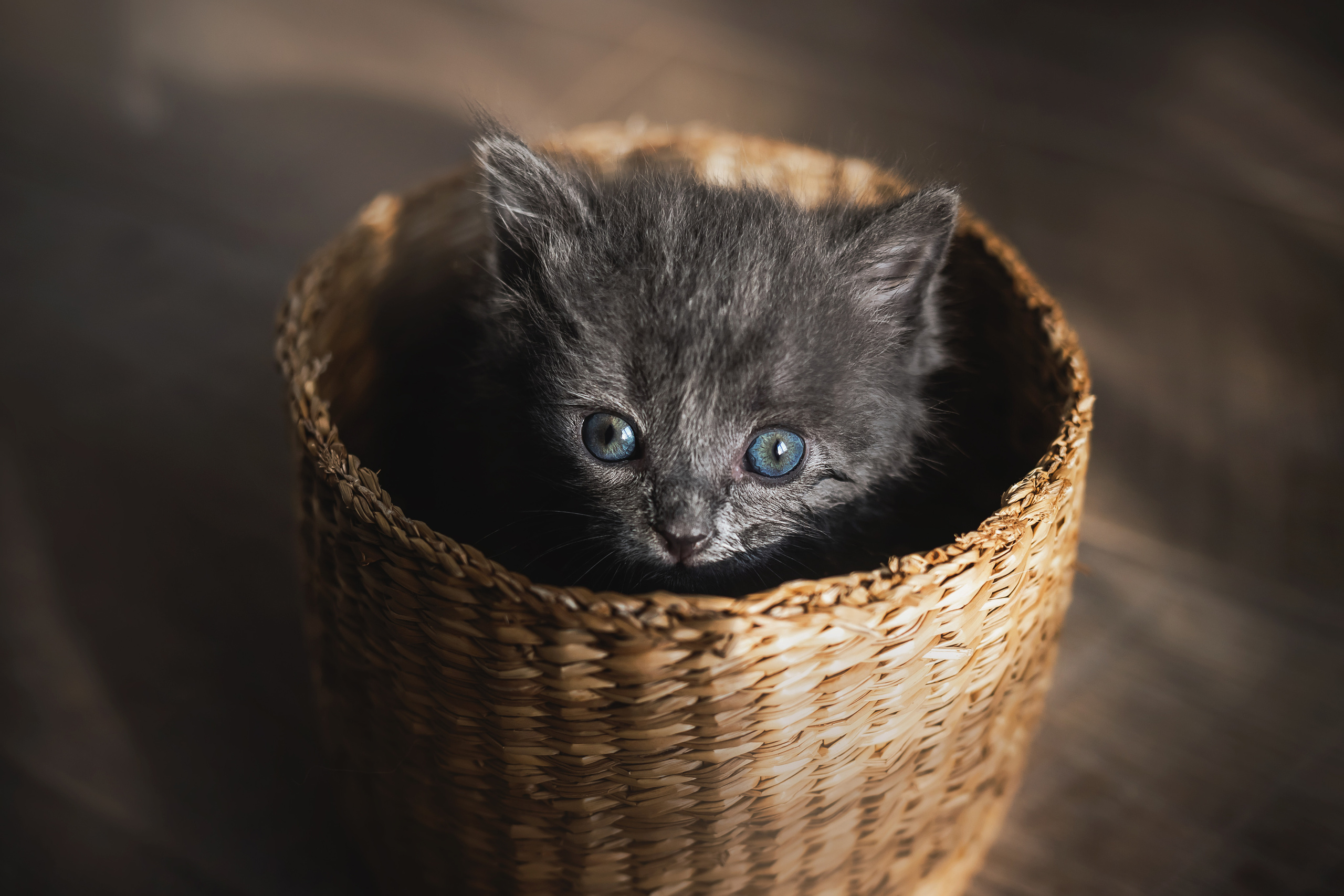 Фотосессия для новорожденных котят