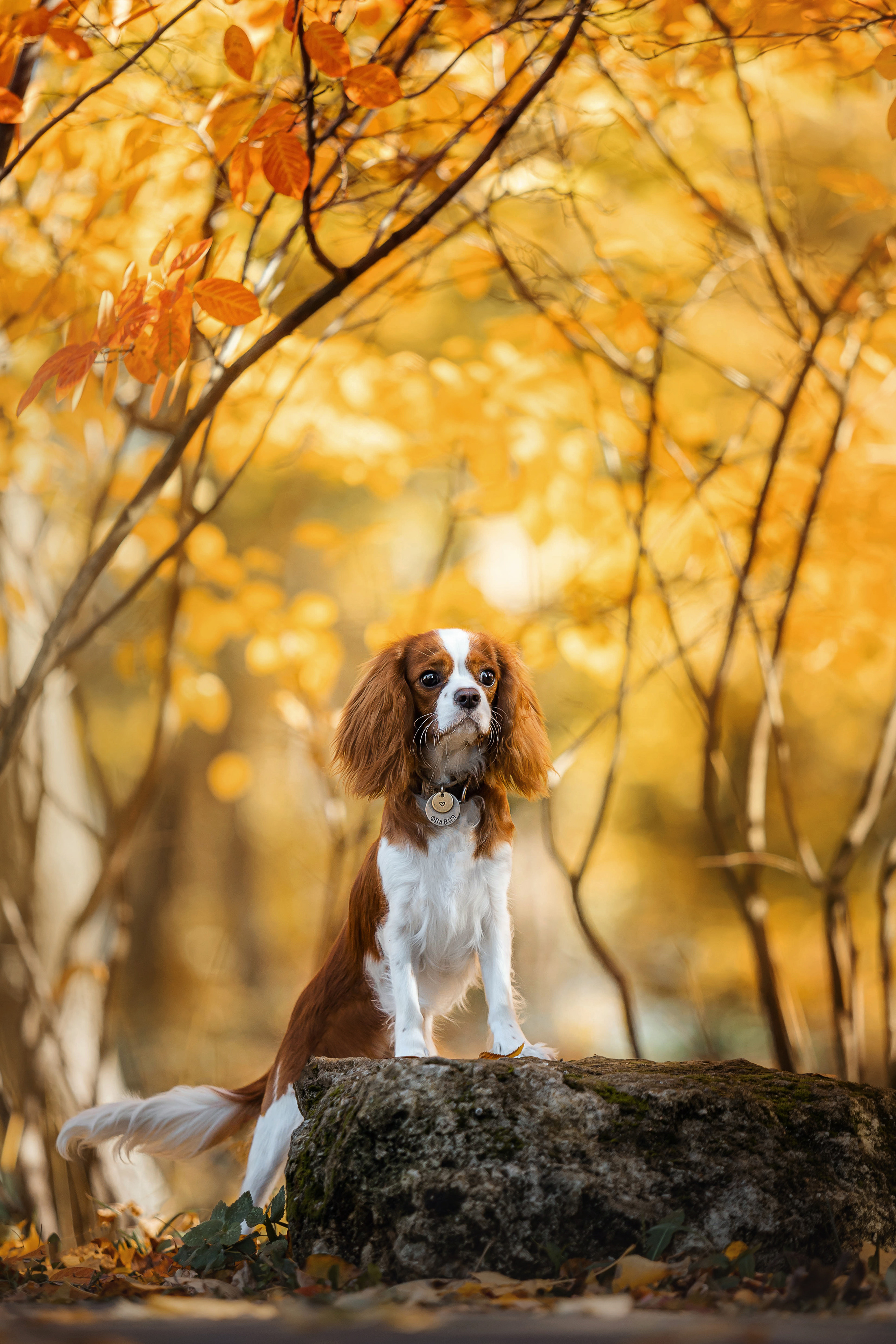 Фотосессия с собакой Флаффи в Москве