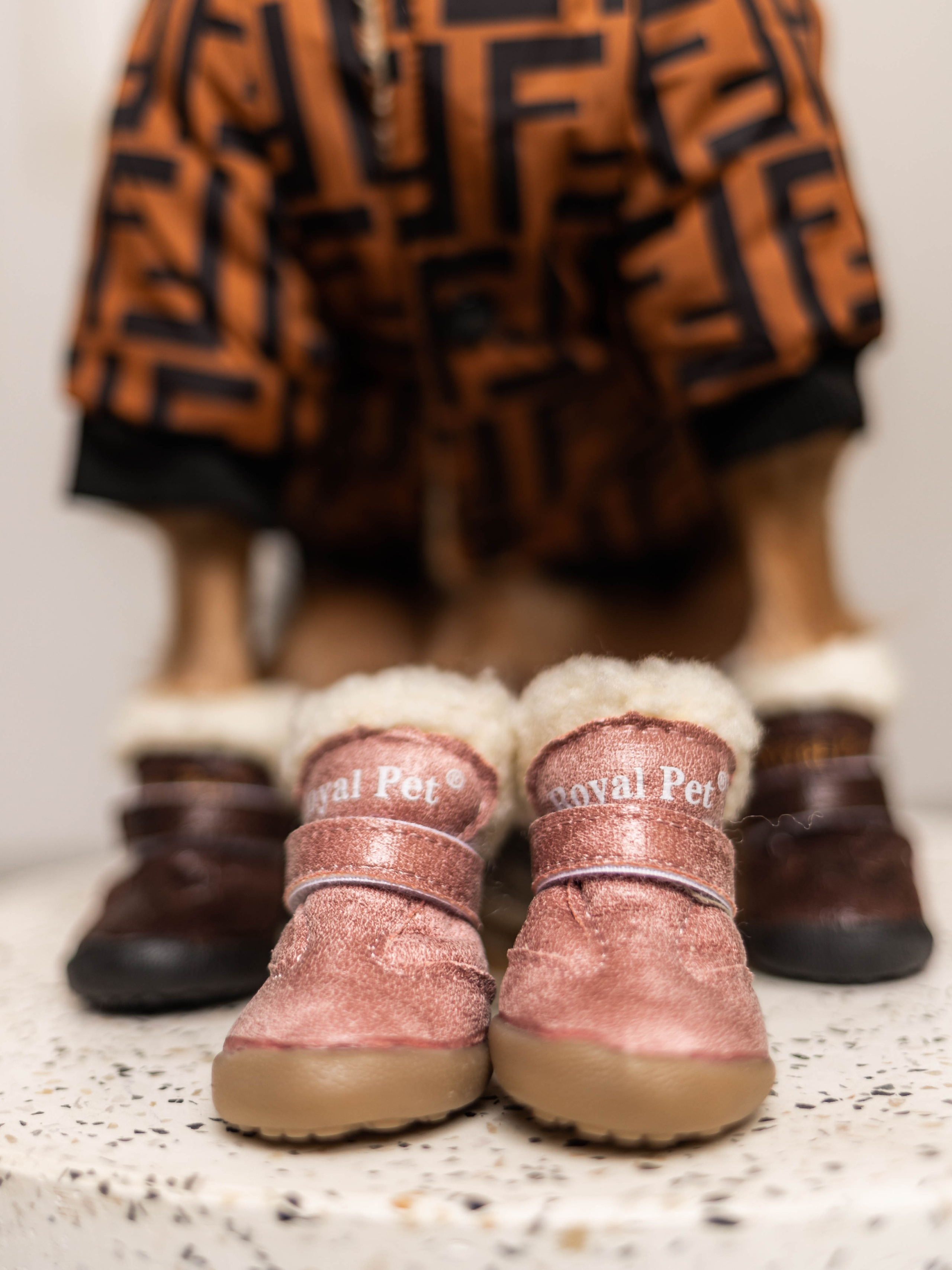 Фотосессия для каталога собачьих товаров на Wildberries