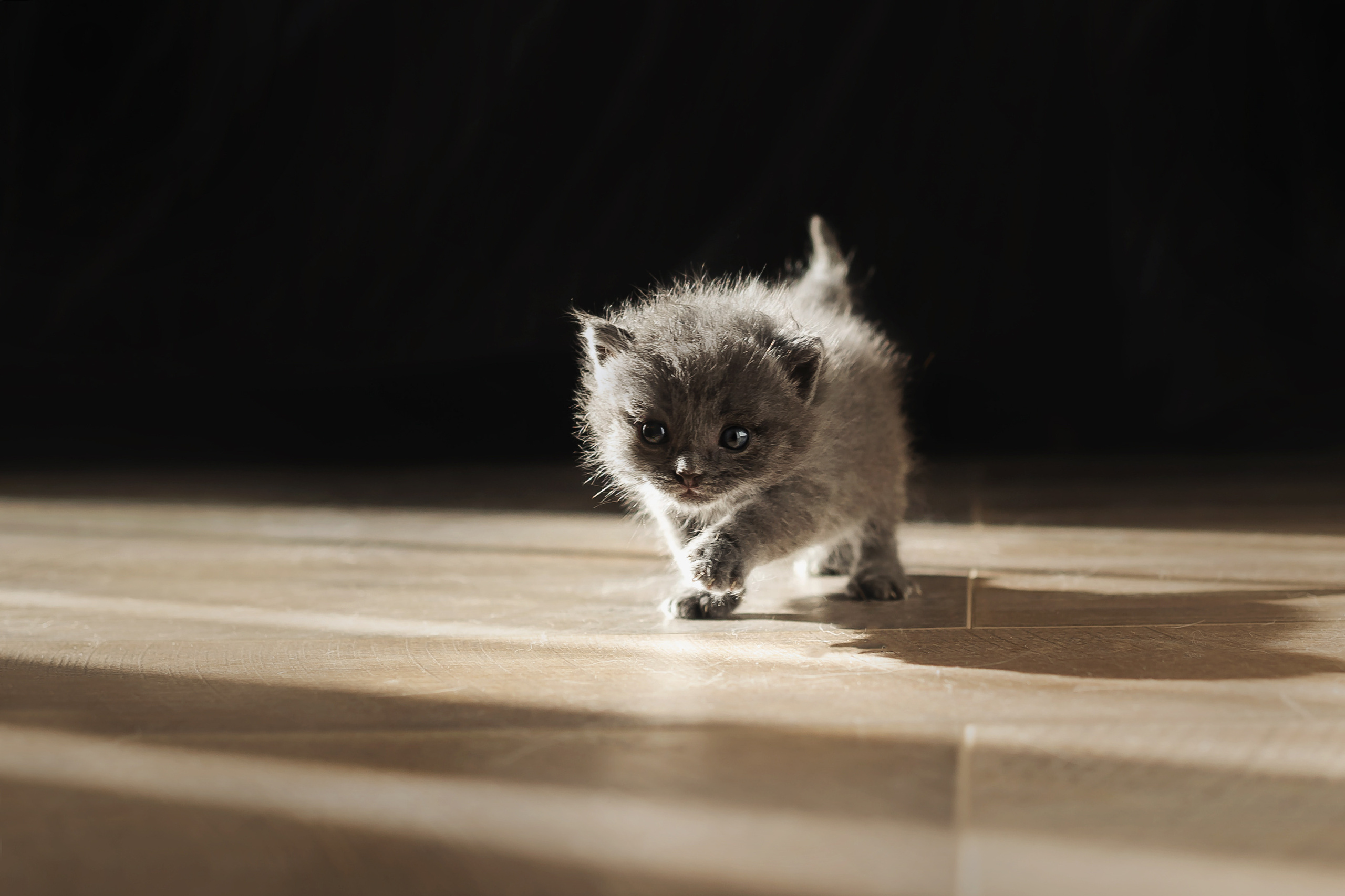 Фотосессия для новорожденных котят