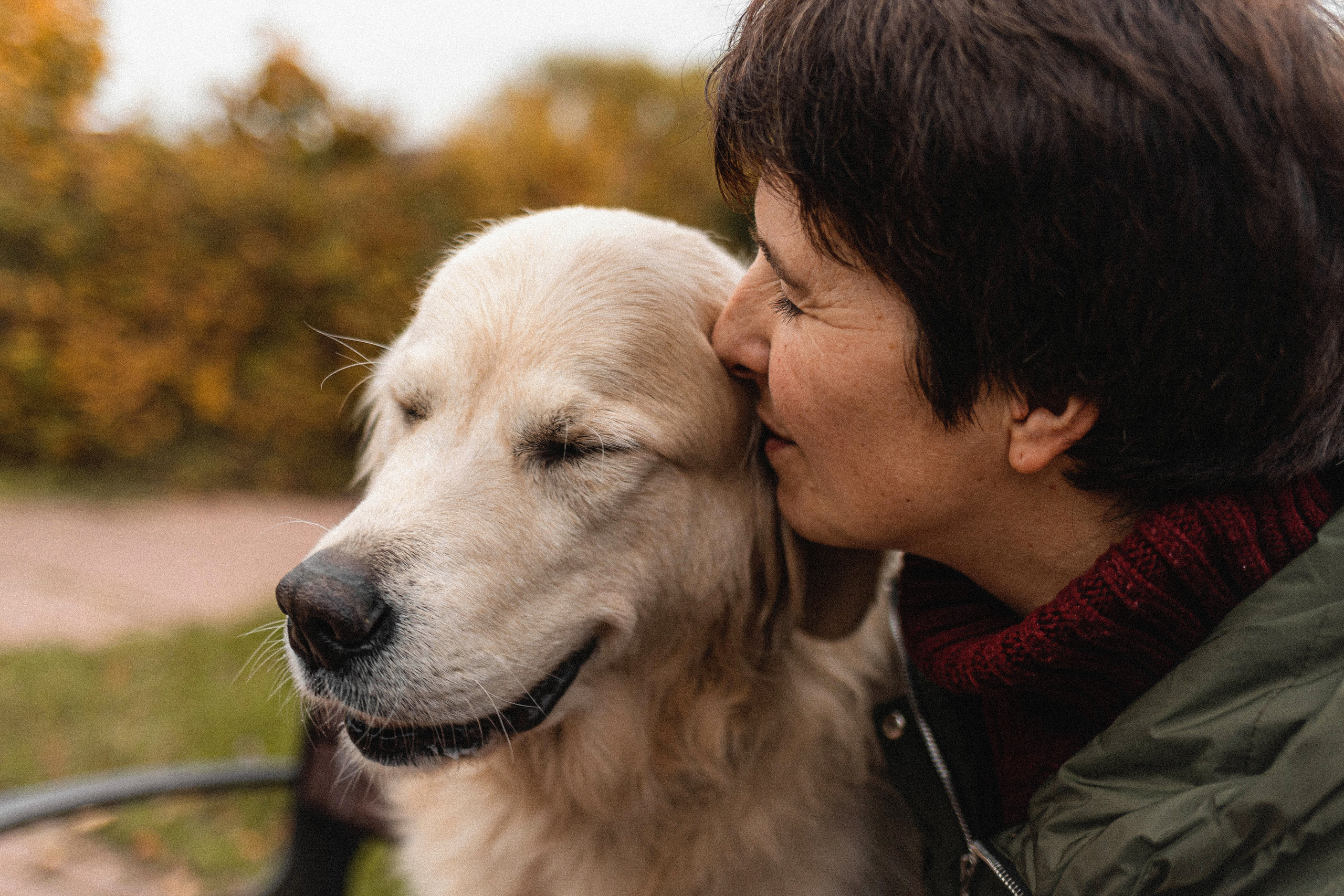 Фотосессия с золотистым ретривером Мартином в Москве