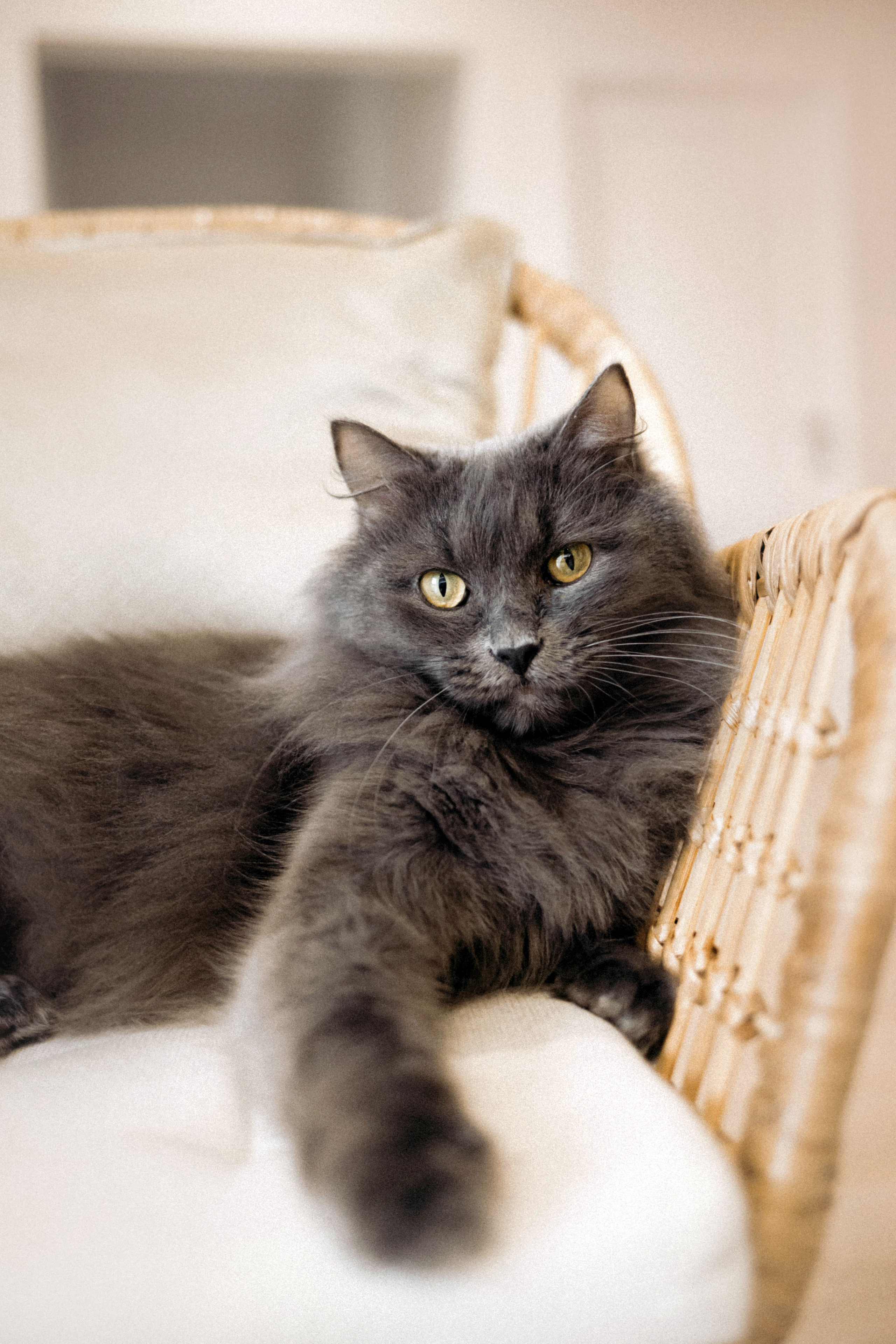 Фотосессия для кота в интерьере