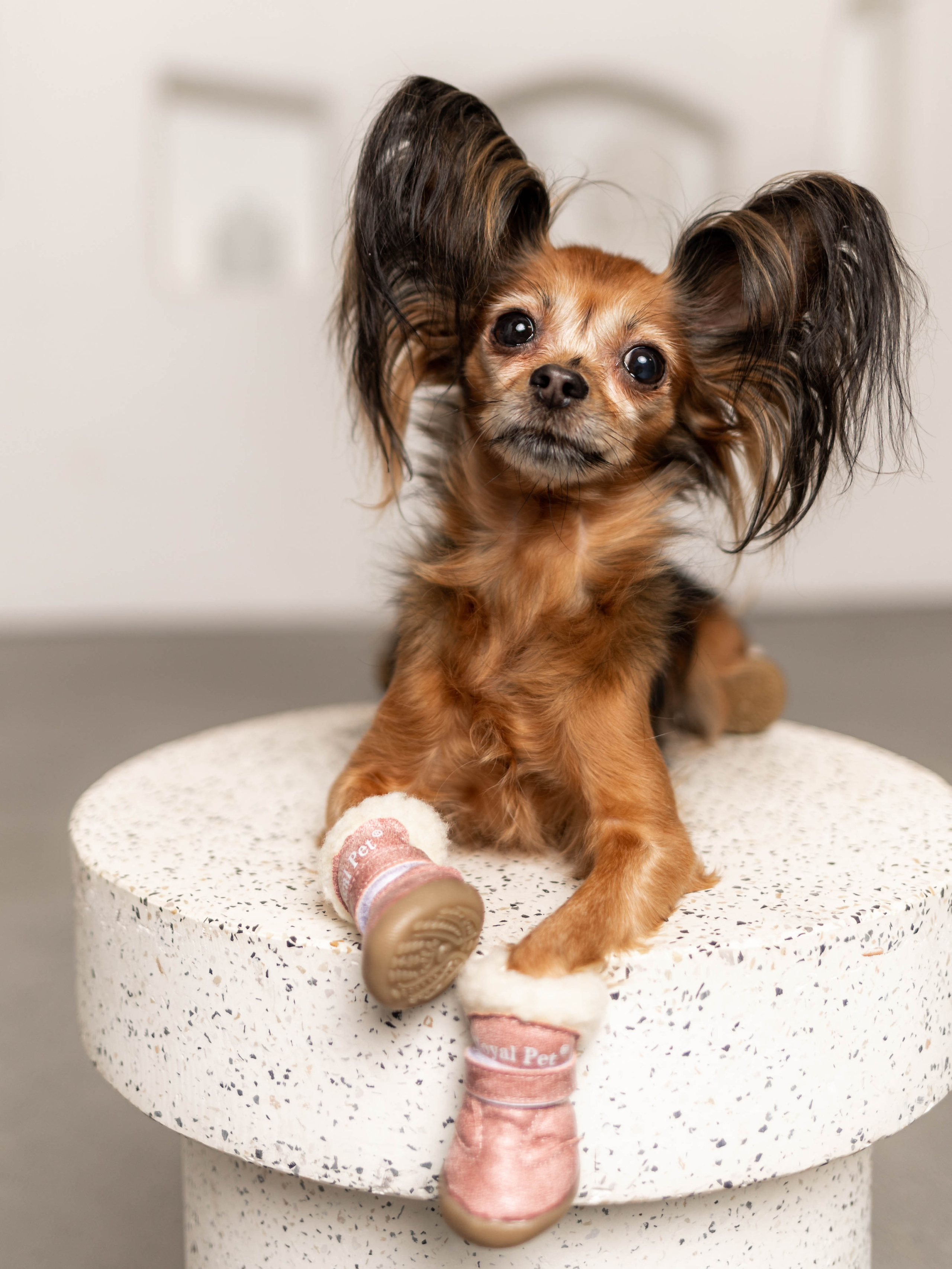 Фотосессия для каталога собачьих товаров на Wildberries