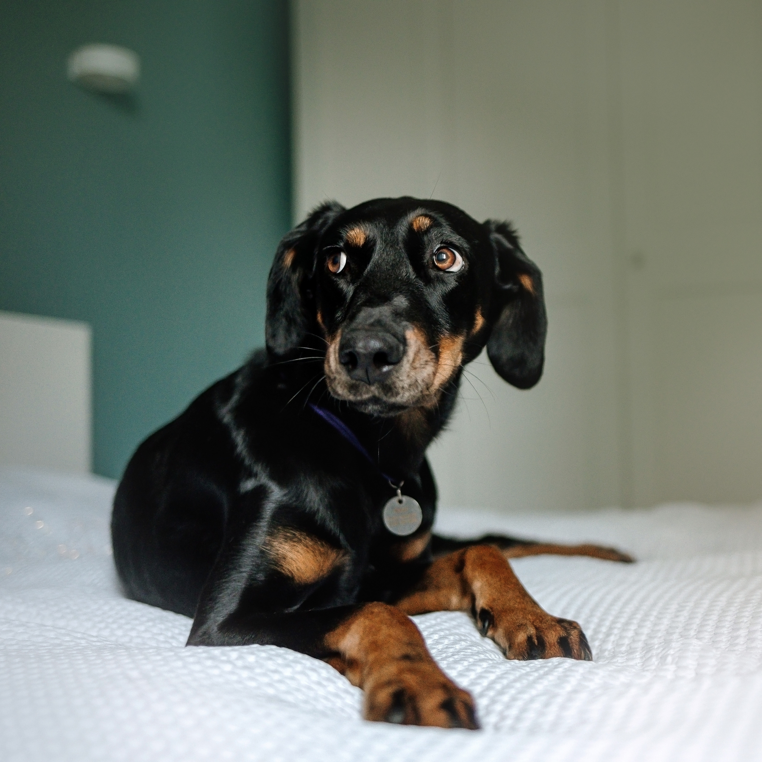 Фотосессия для котят в интерьере