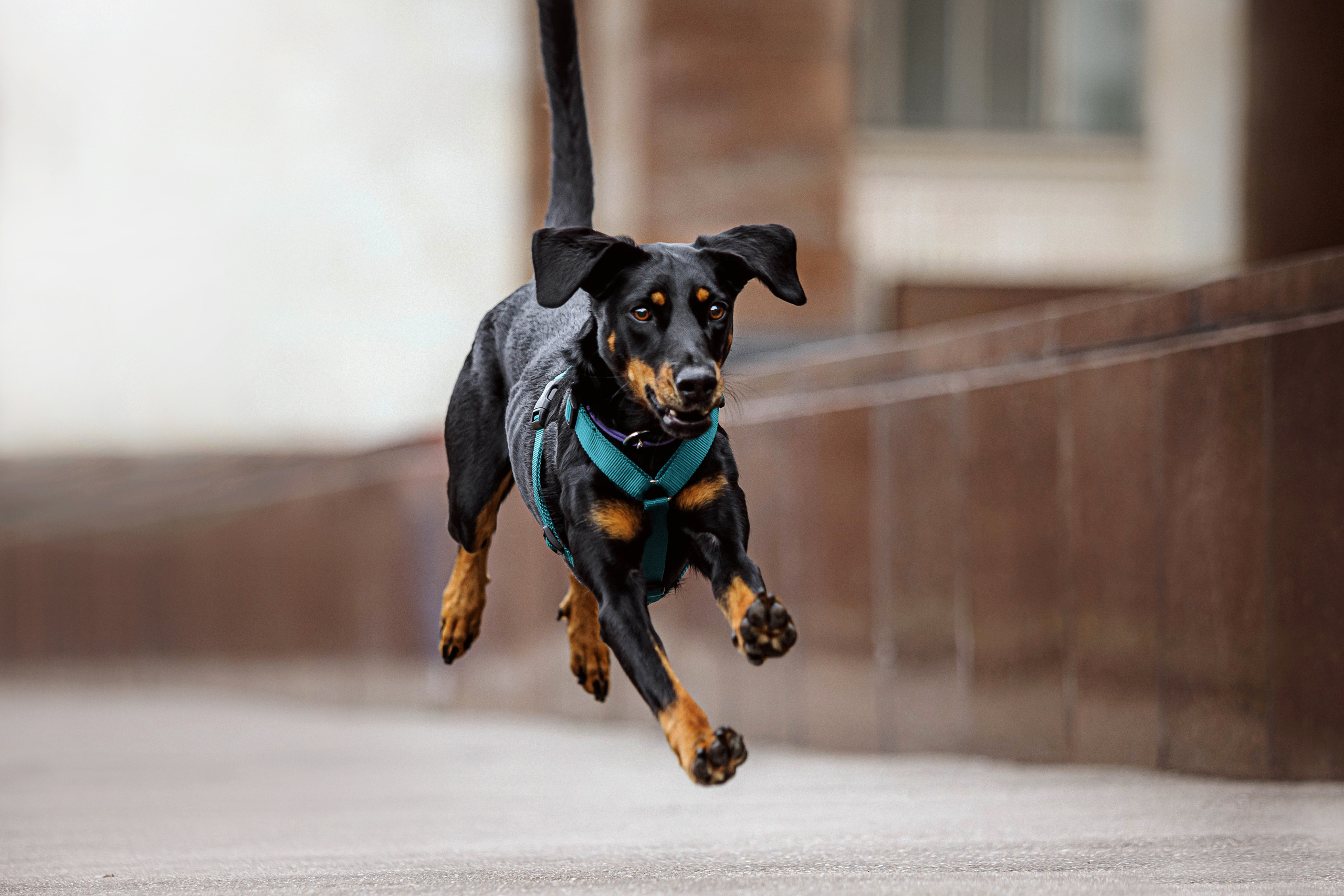 Настя и Флай