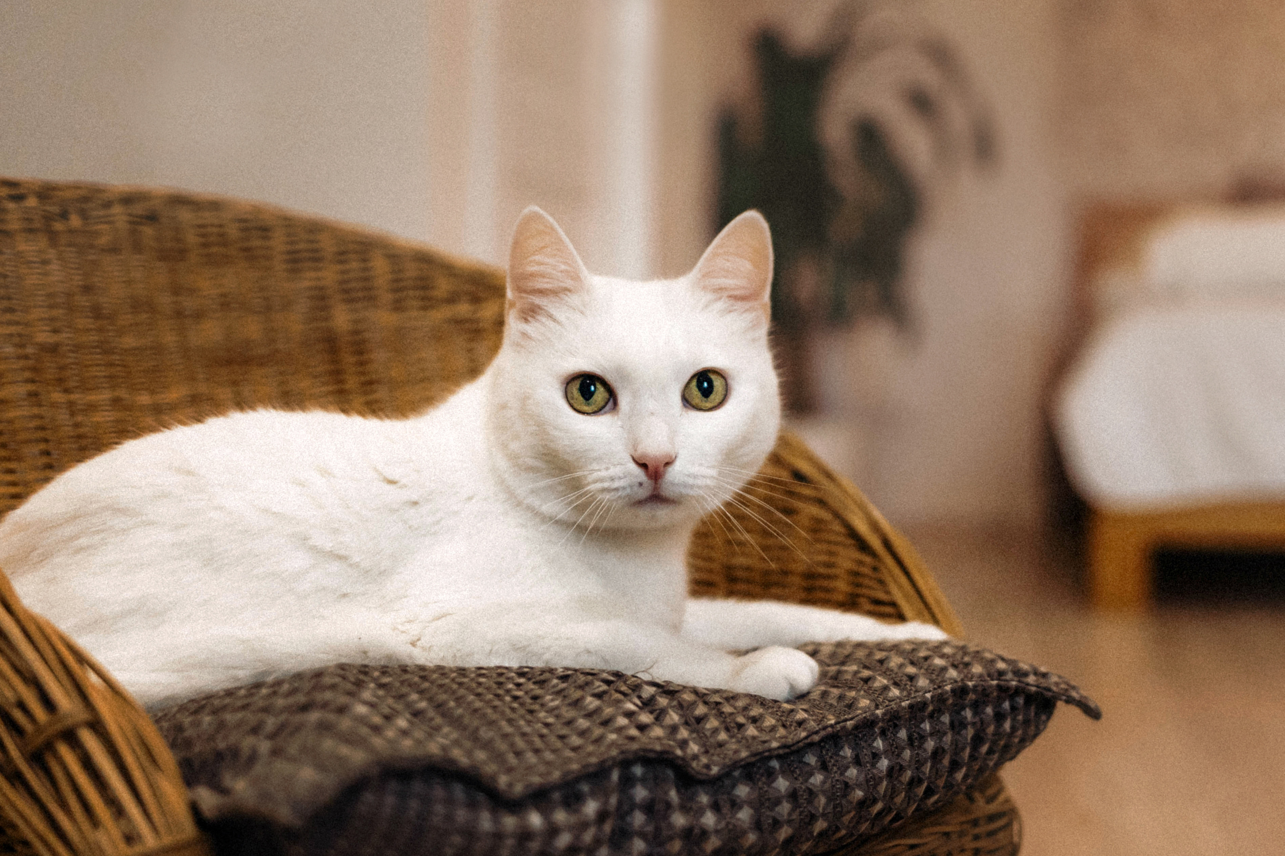 Фотосессия для кота в интерьере