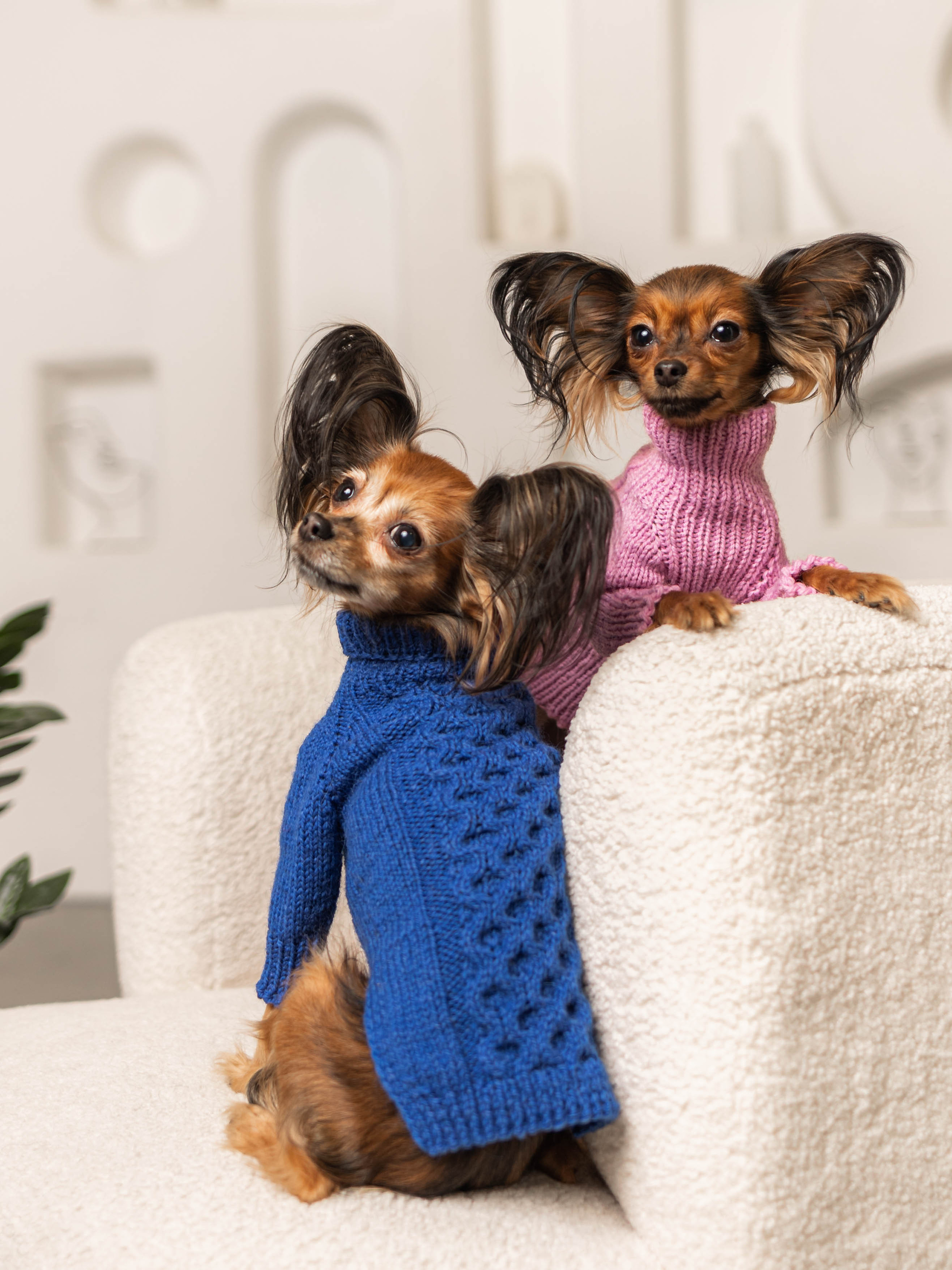 Фотосессия для каталога собачьих товаров на Wildberries