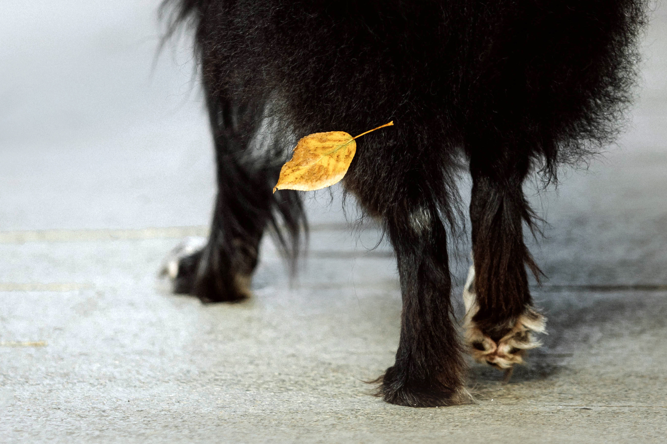 Диана и Чили