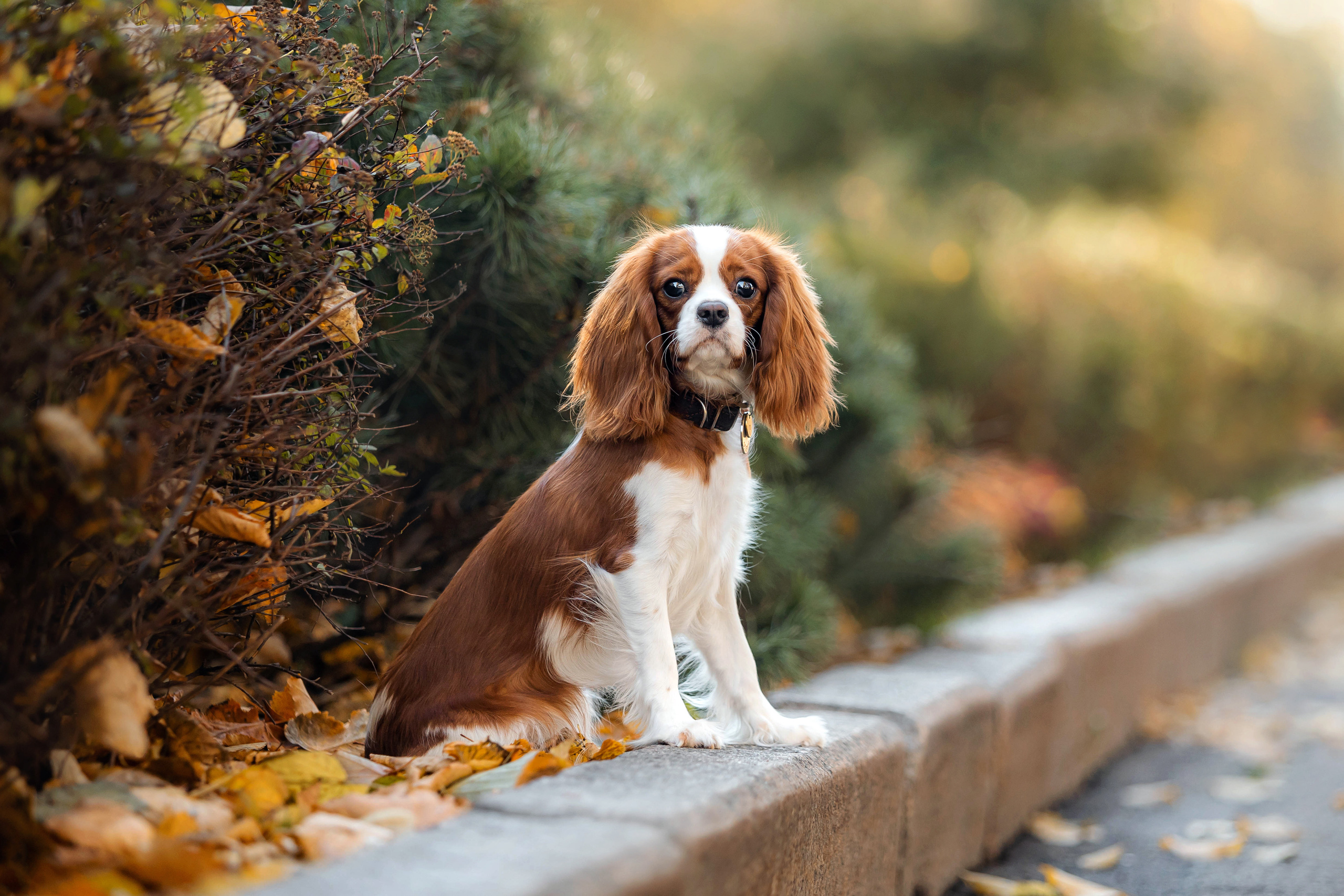 Фотосессия с собакой Флаффи в Москве