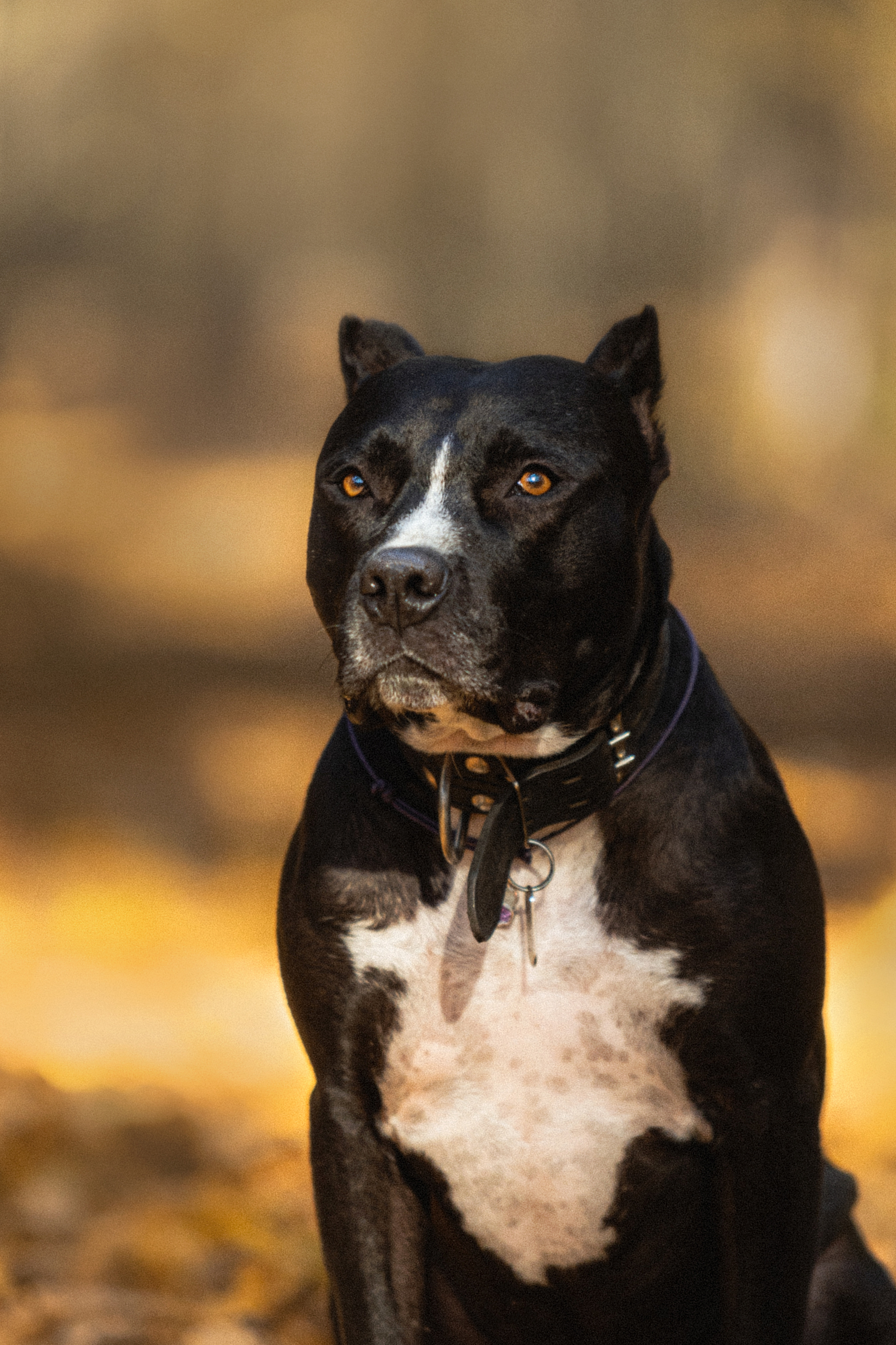 Фотосессия с собаками Камю и Афина в Москве