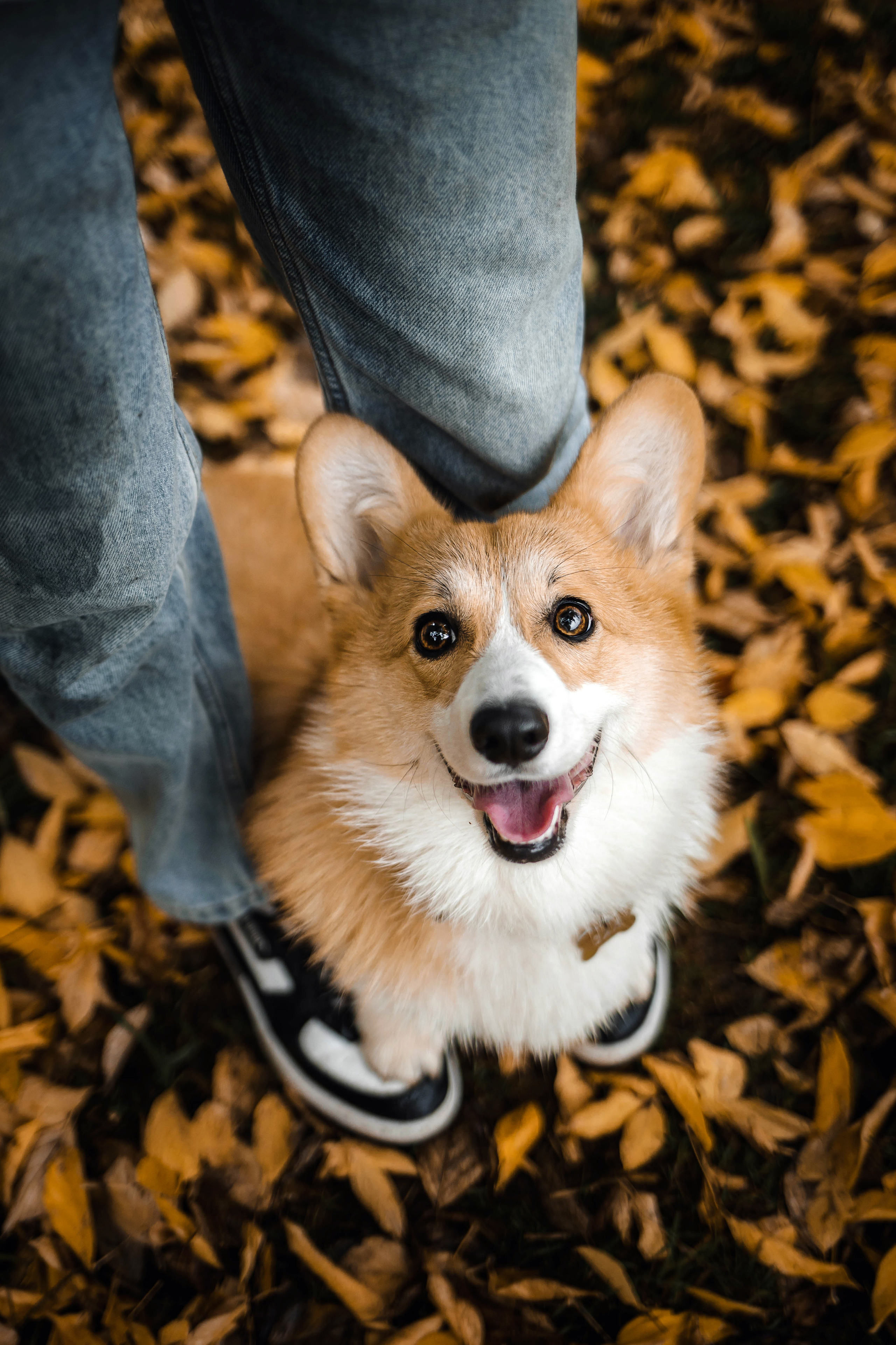 Фотосессия с собакой Заей в Москве