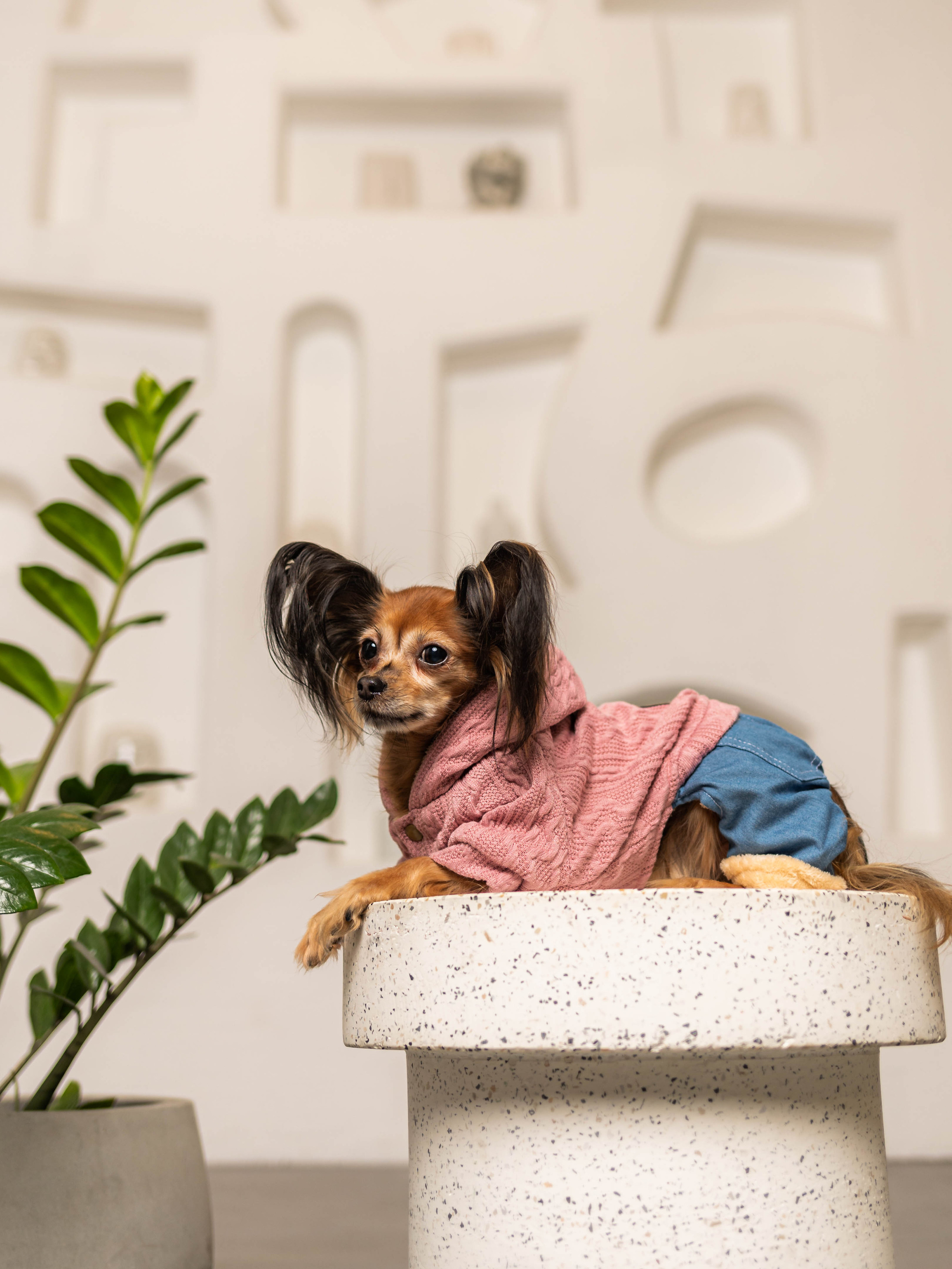 Фотосессия для каталога собачьих товаров на Wildberries