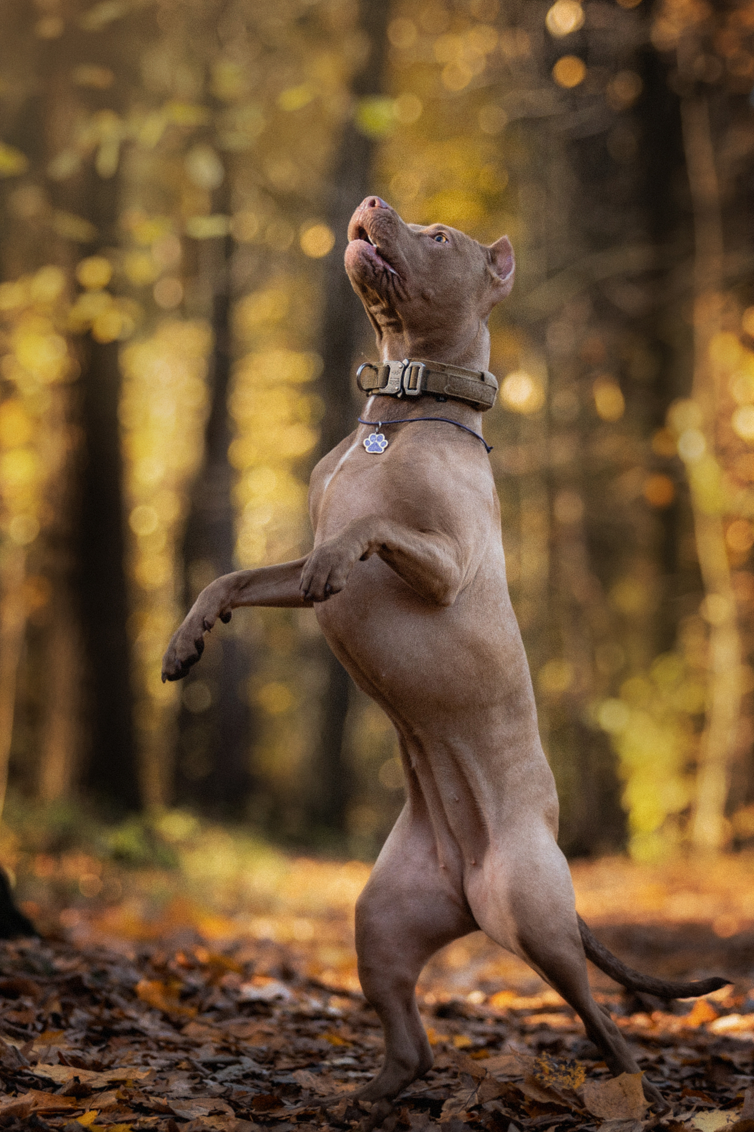 Фотосессия с собаками Камю и Афина в Москве