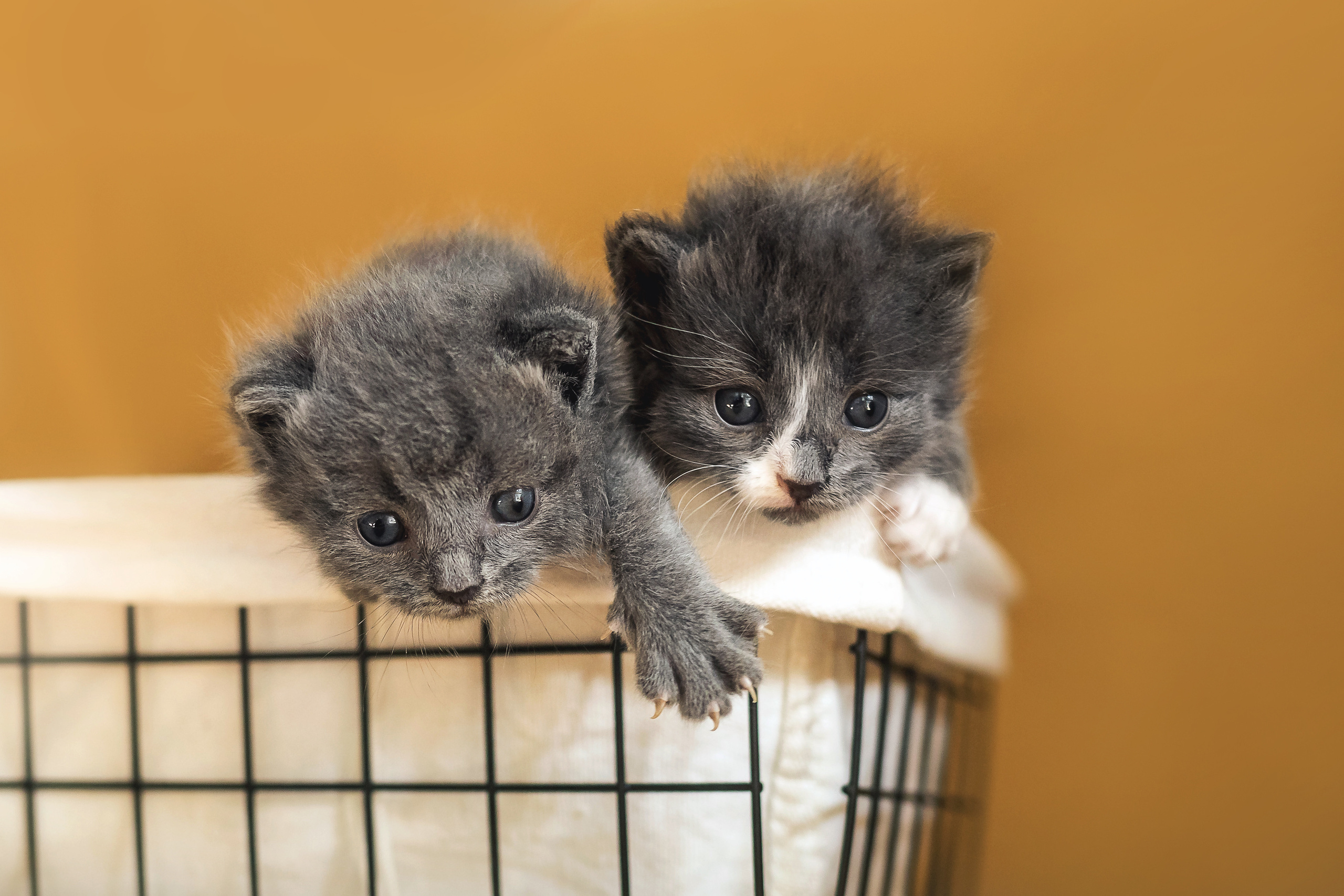 Фотосессия для новорожденных котят