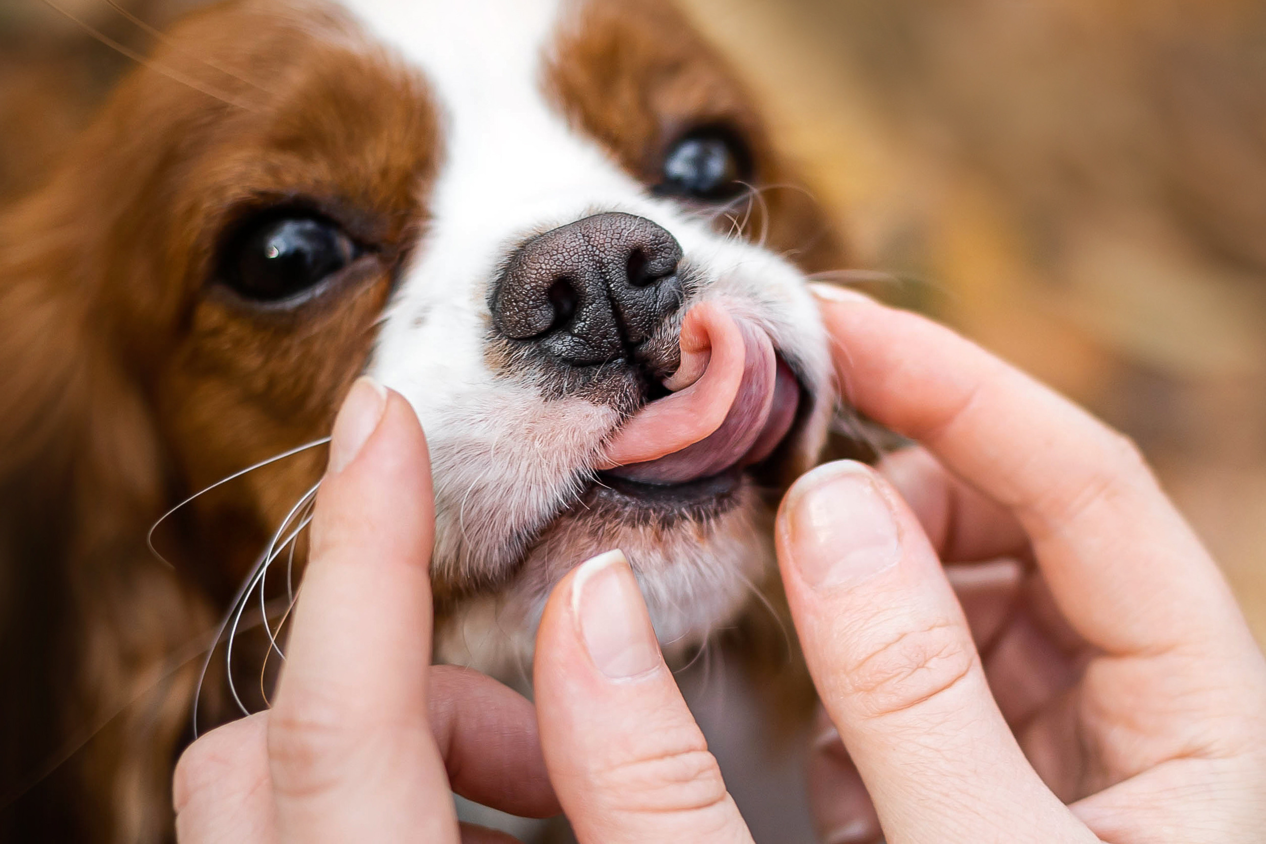 Фотосессия с собакой Флаффи в Москве
