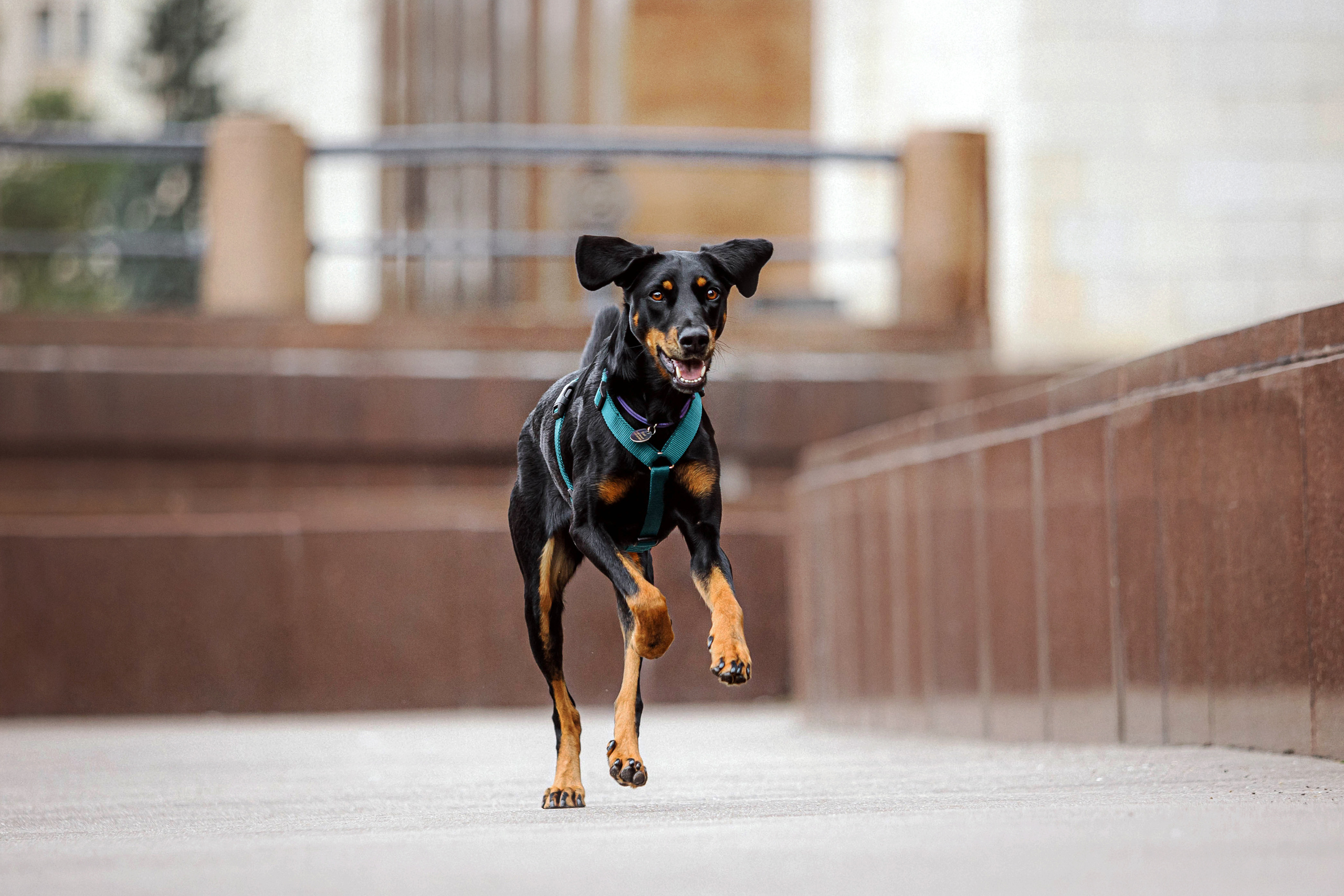 Настя и Флай