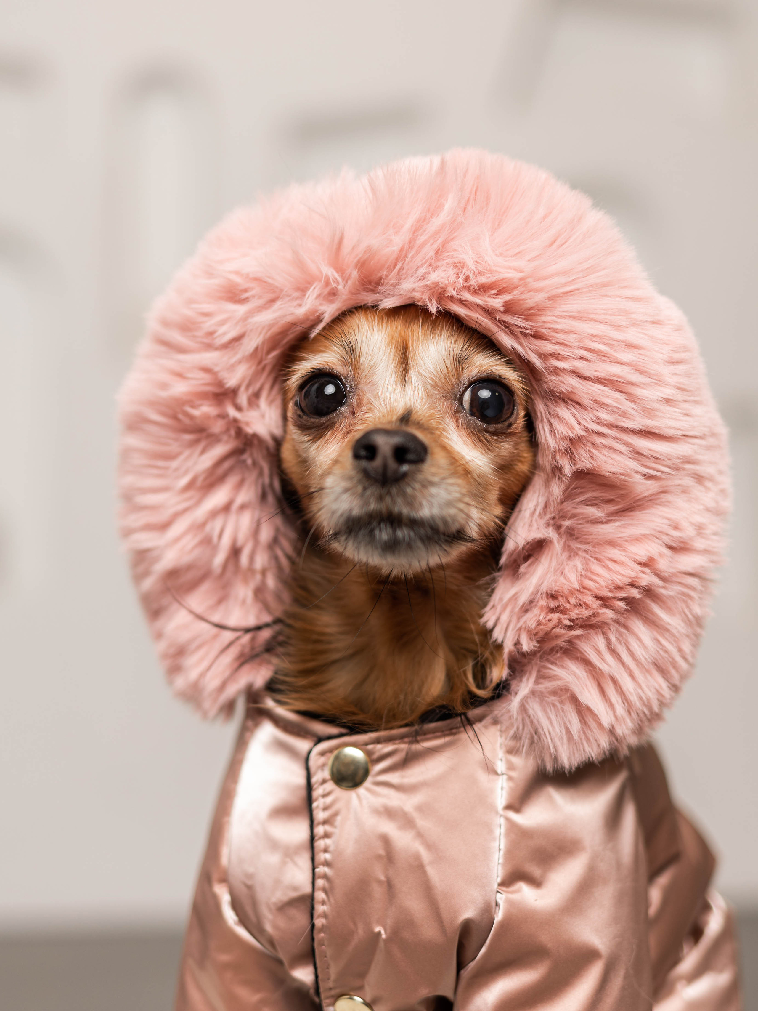 Фотосессия для каталога собачьих товаров на Wildberries