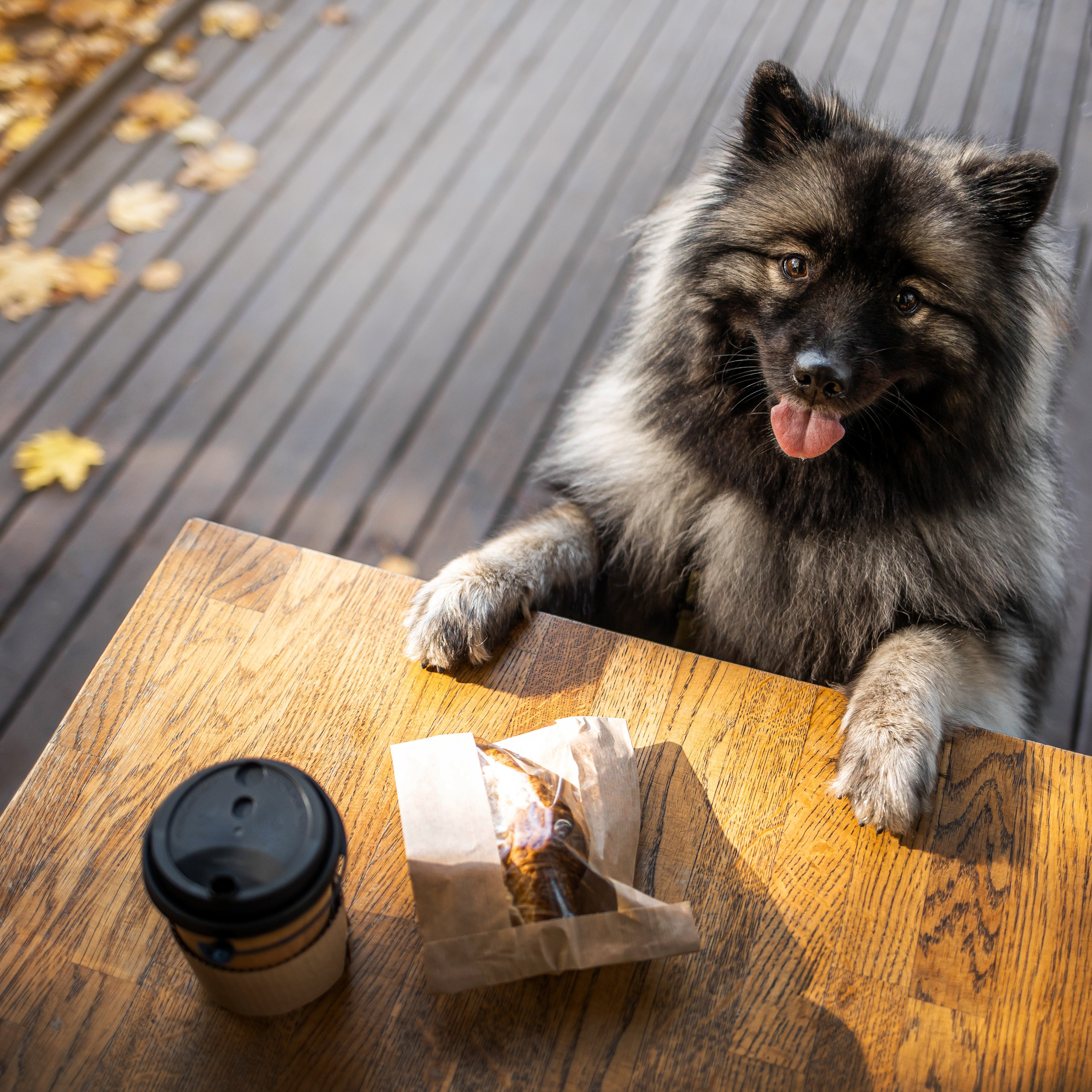 Фотосессия с собакой Чарой в Москве