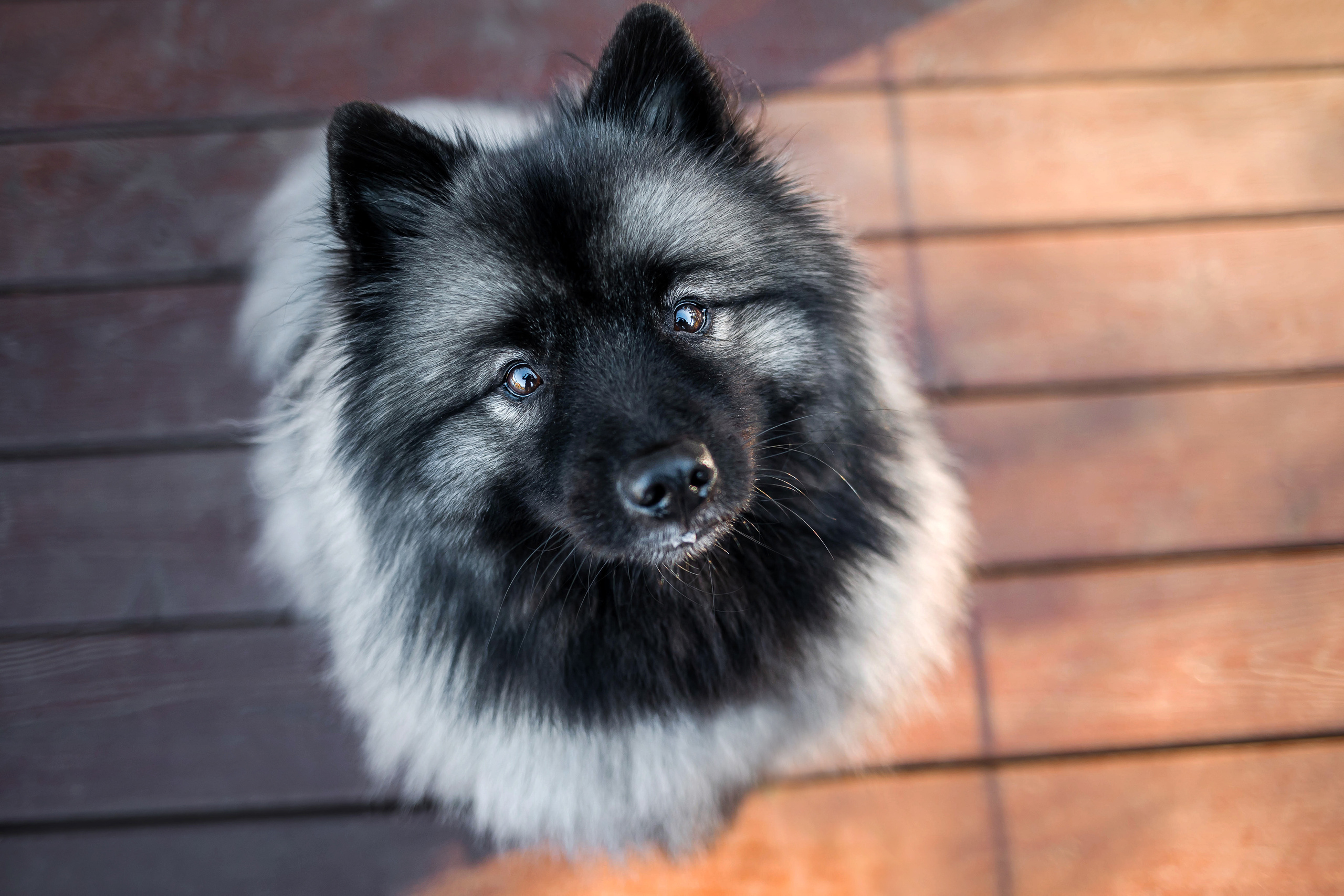 Фотосессия с собакой Чарой в Москве