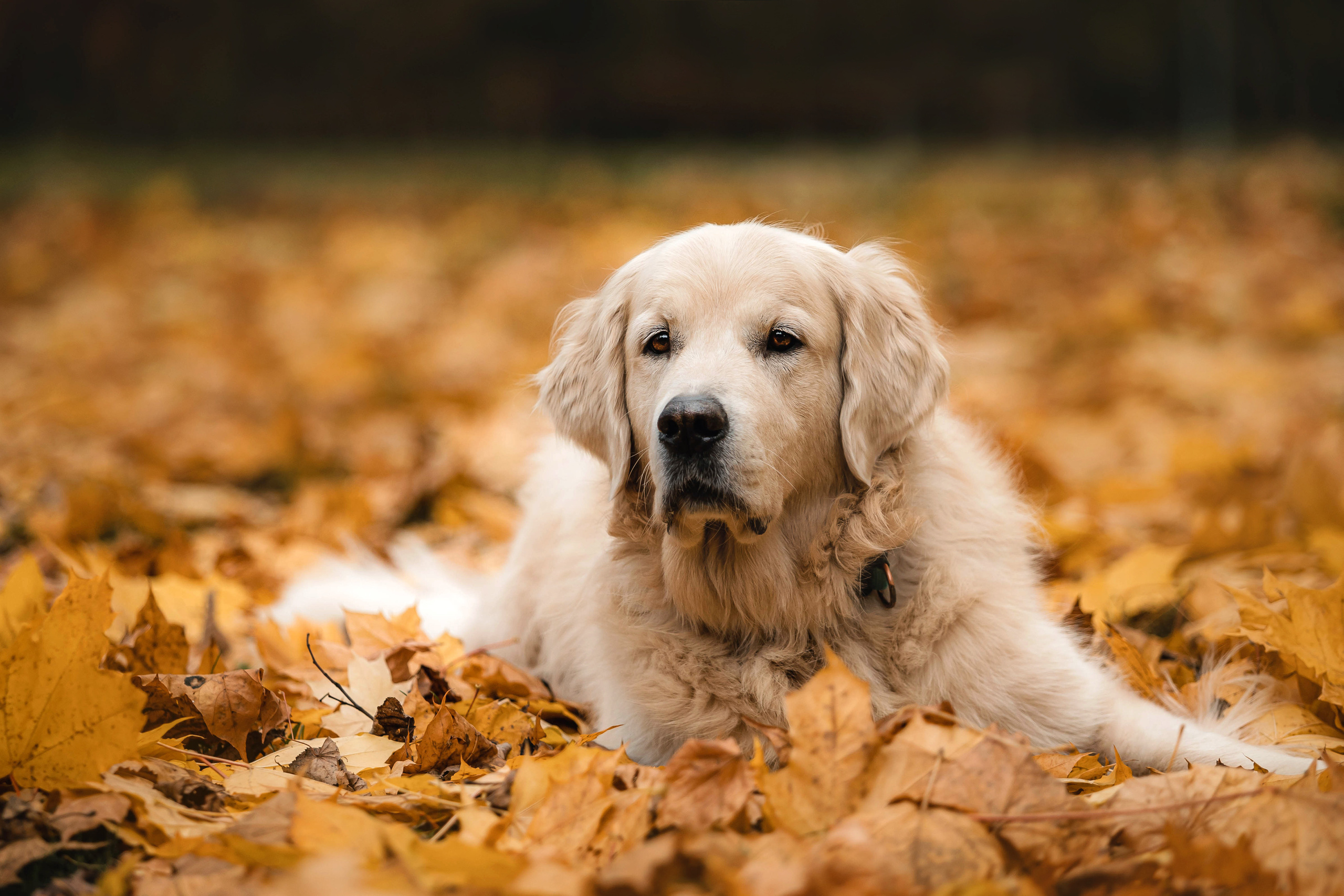Фотосессия с золотистым ретривером Мартином в Москве