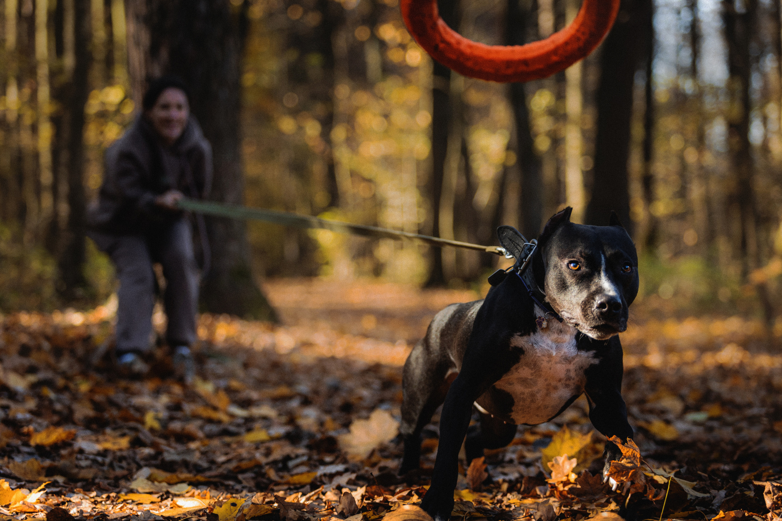 Фотосессия с собаками Камю и Афина в Москве
