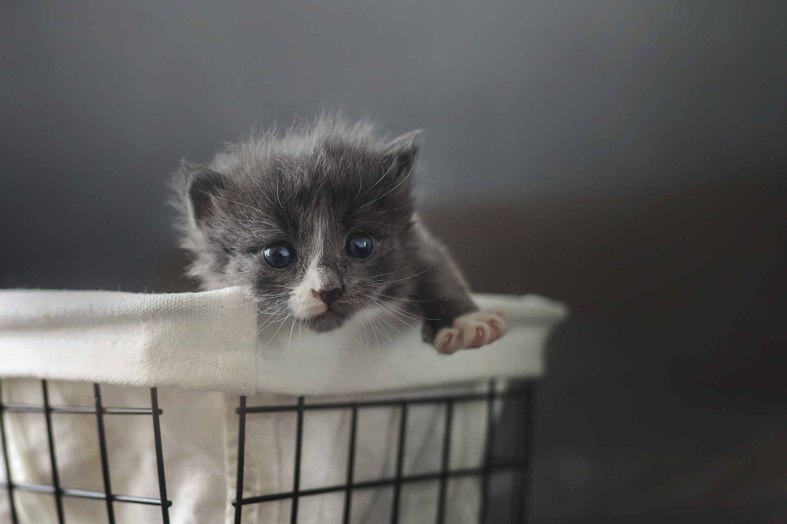 Фотосессия для новорожденных котят