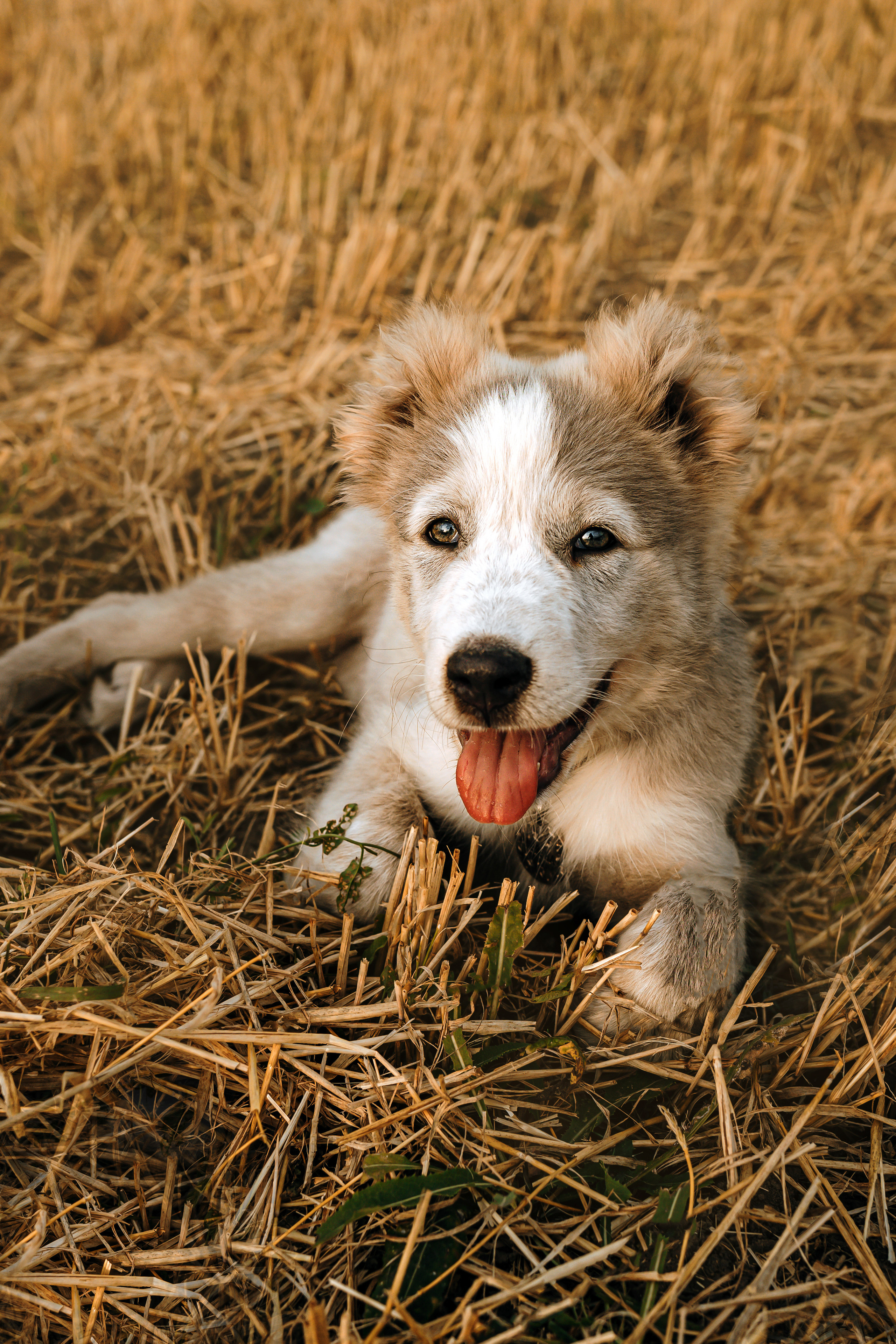 Фотосессия со стогами сена с собаками в Москве
