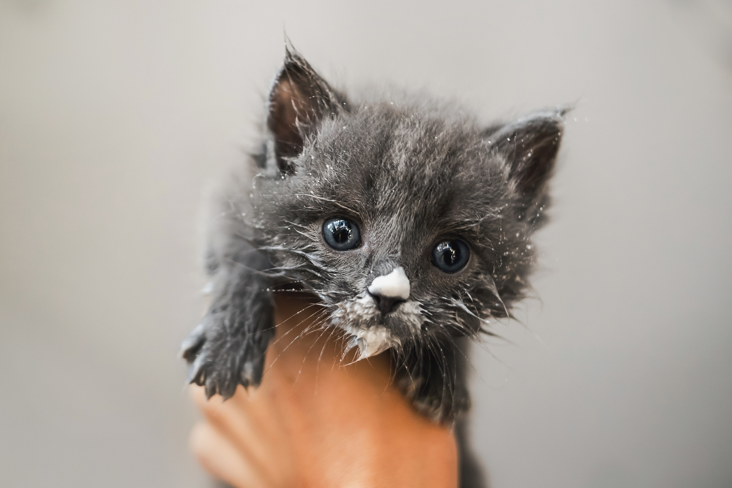 Фотосессия для новорожденных котят