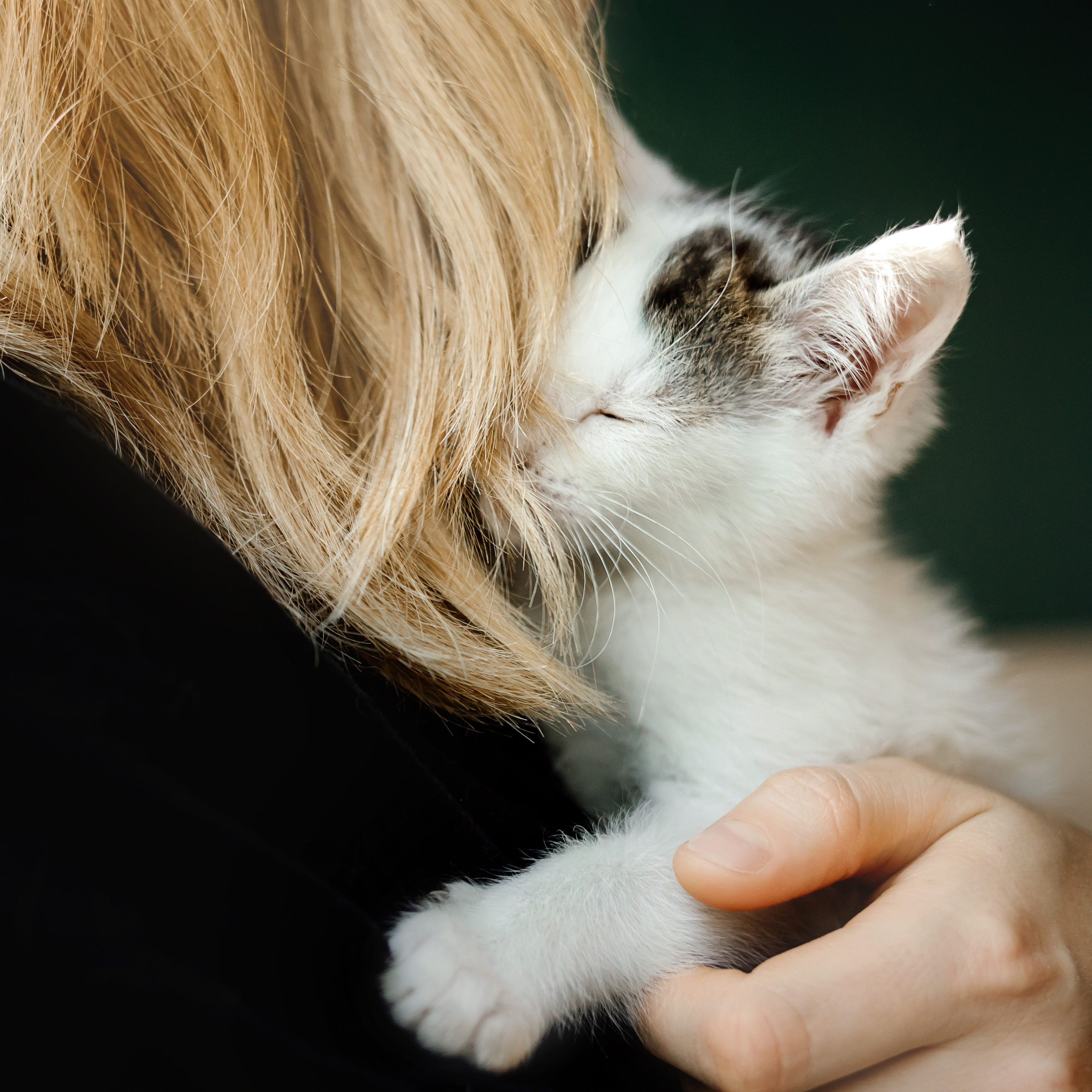 Фотосессия для котят в интерьере