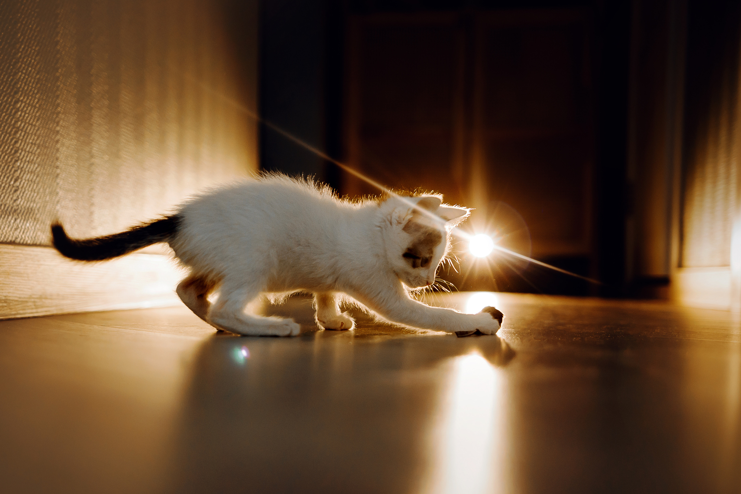 Фотосессия для котят в интерьере