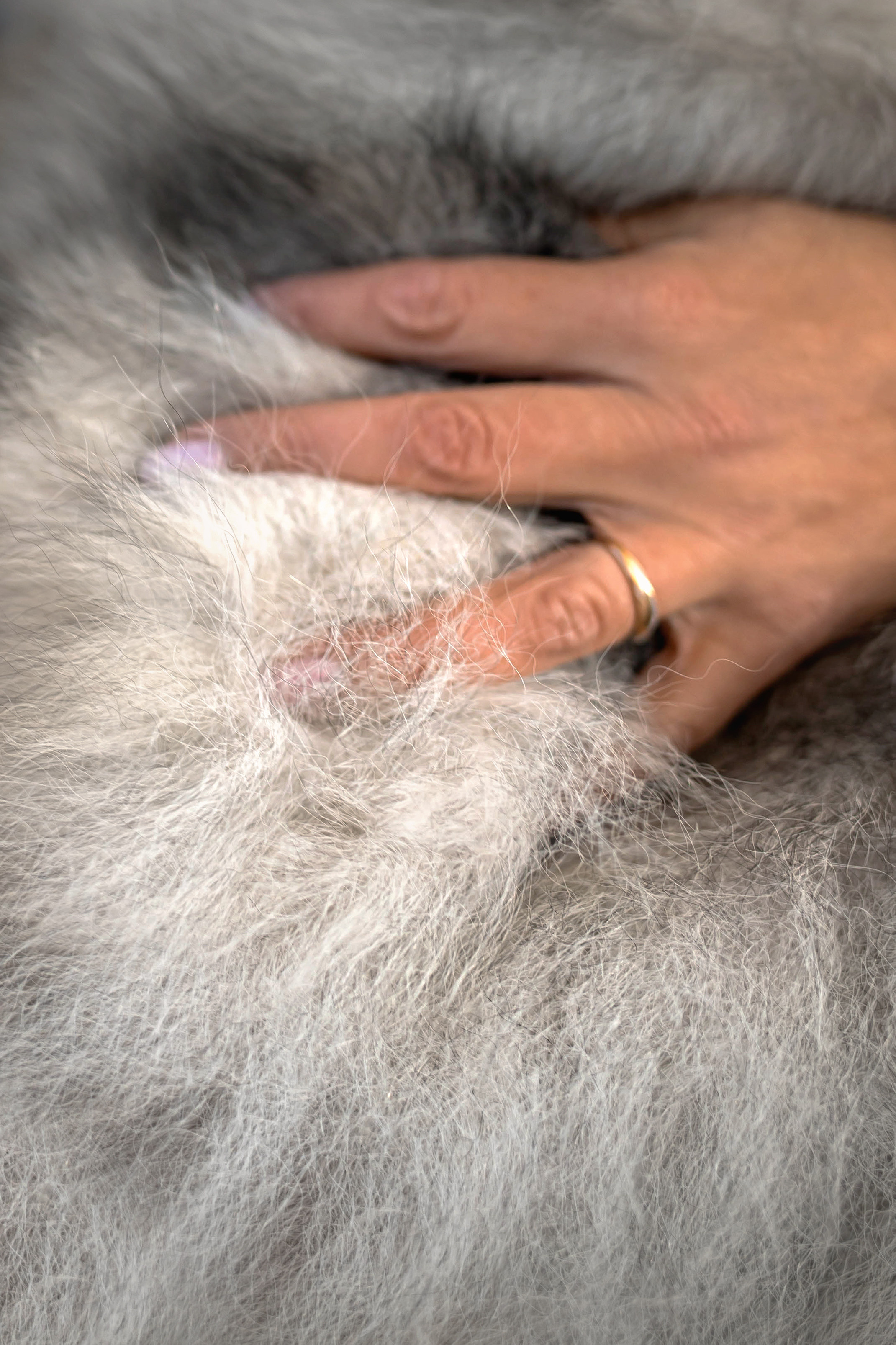 Фотосессия с собакой Чарой в Москве