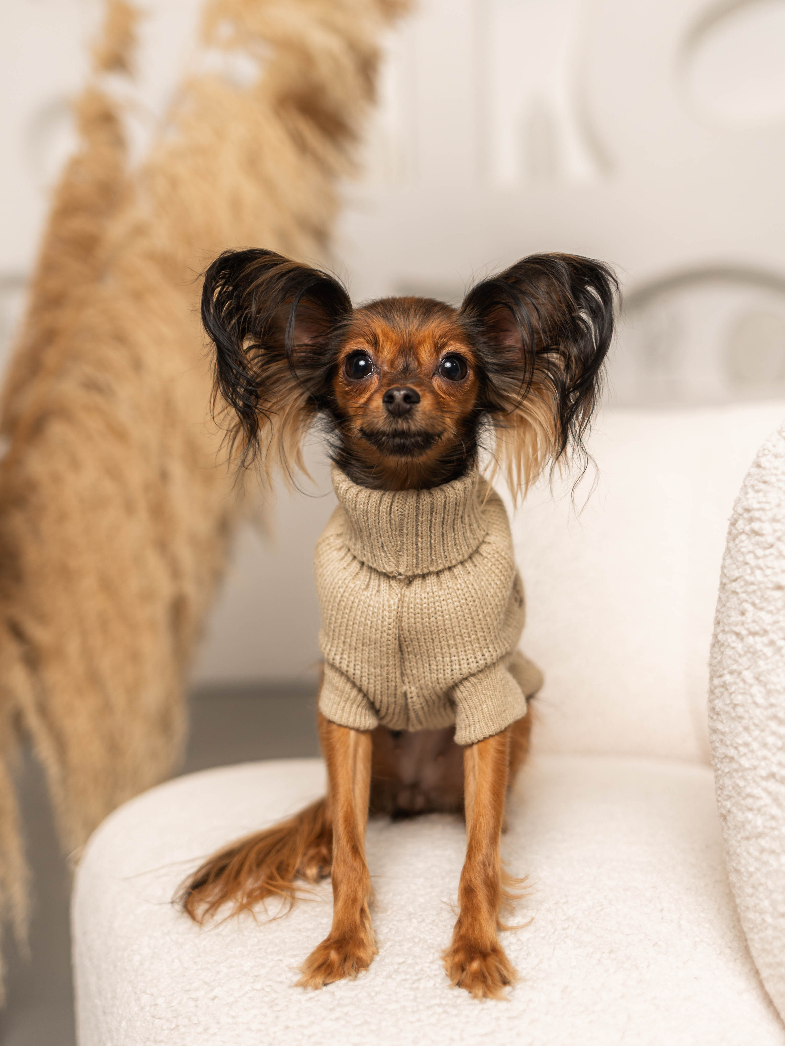 Фотосессия для каталога собачьих товаров на Wildberries