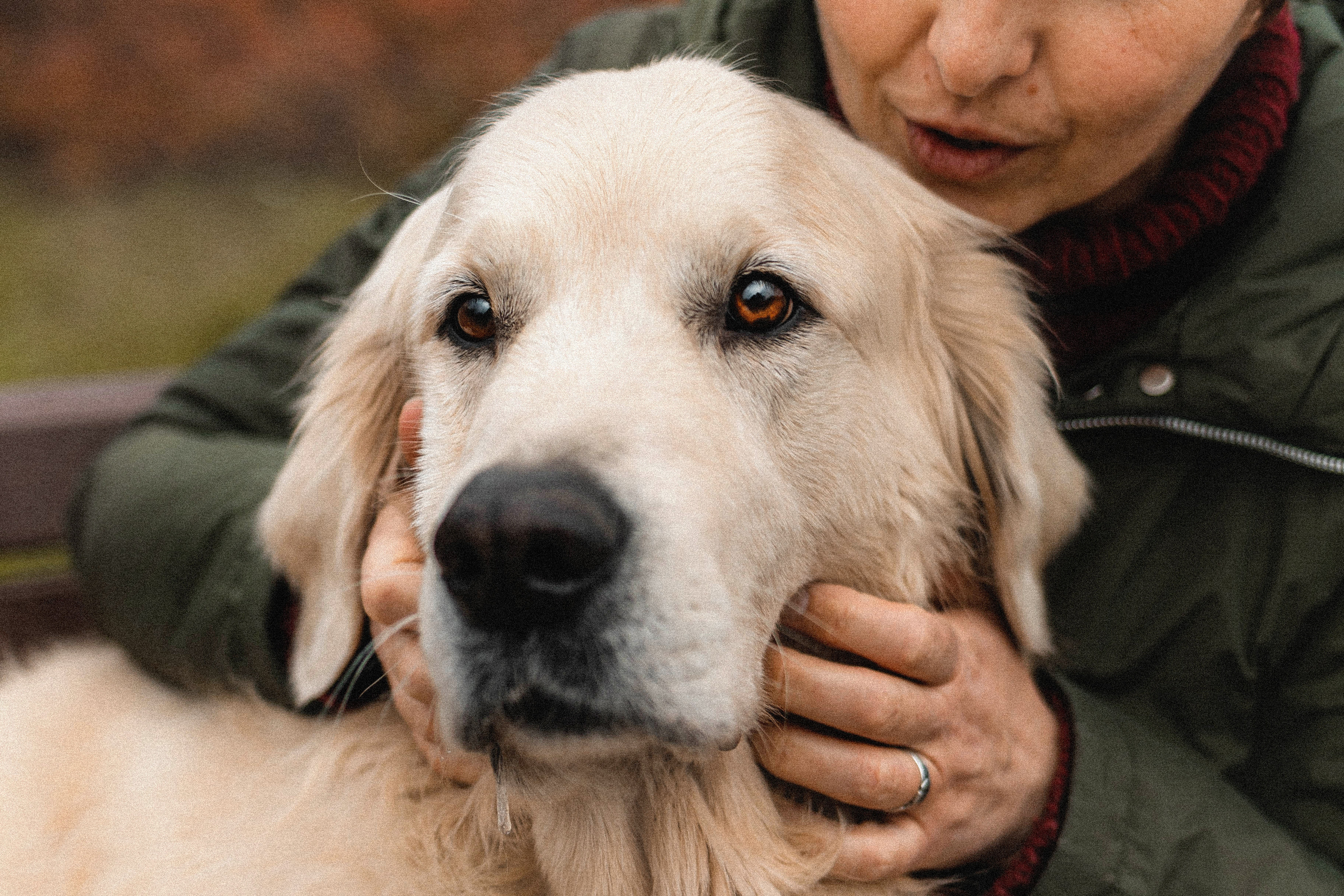 Фотосессия с золотистым ретривером Мартином в Москве