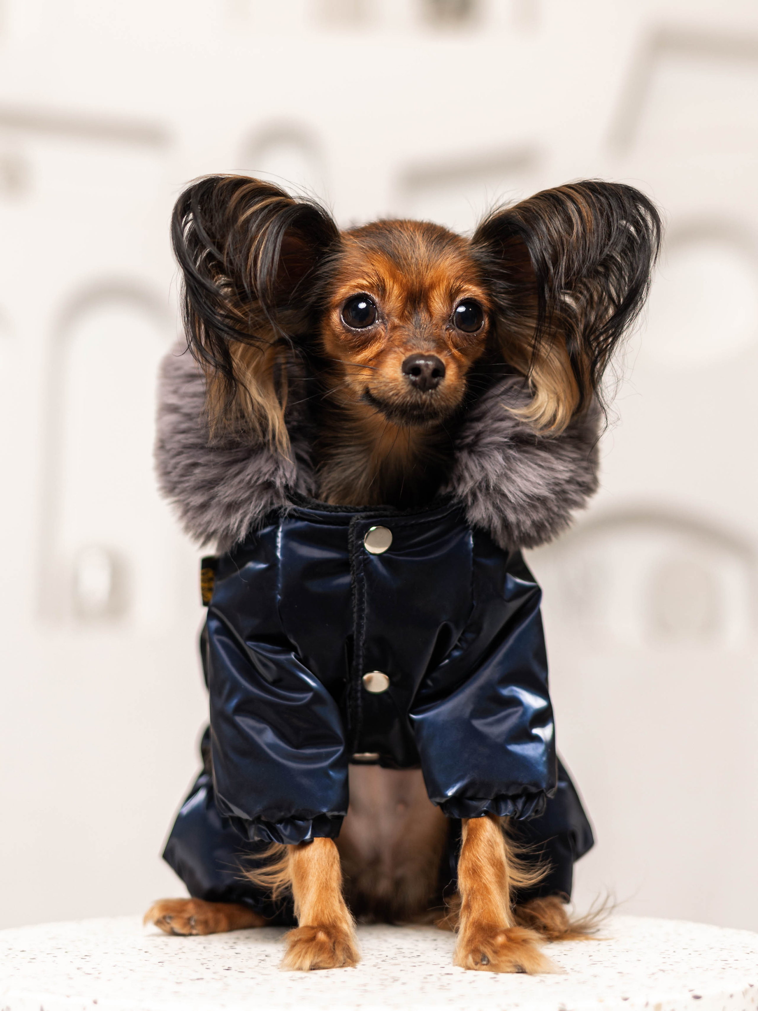 Фотосессия для каталога собачьих товаров на Wildberries