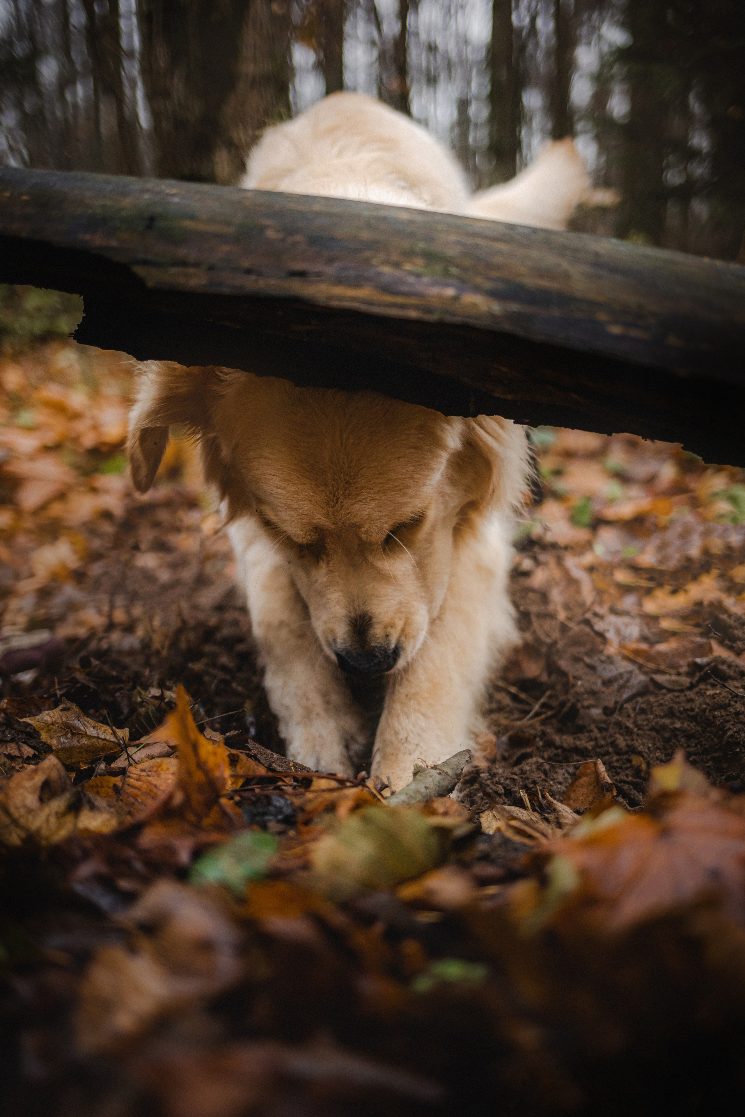 Фотосессия с собакой Гринч в Москве