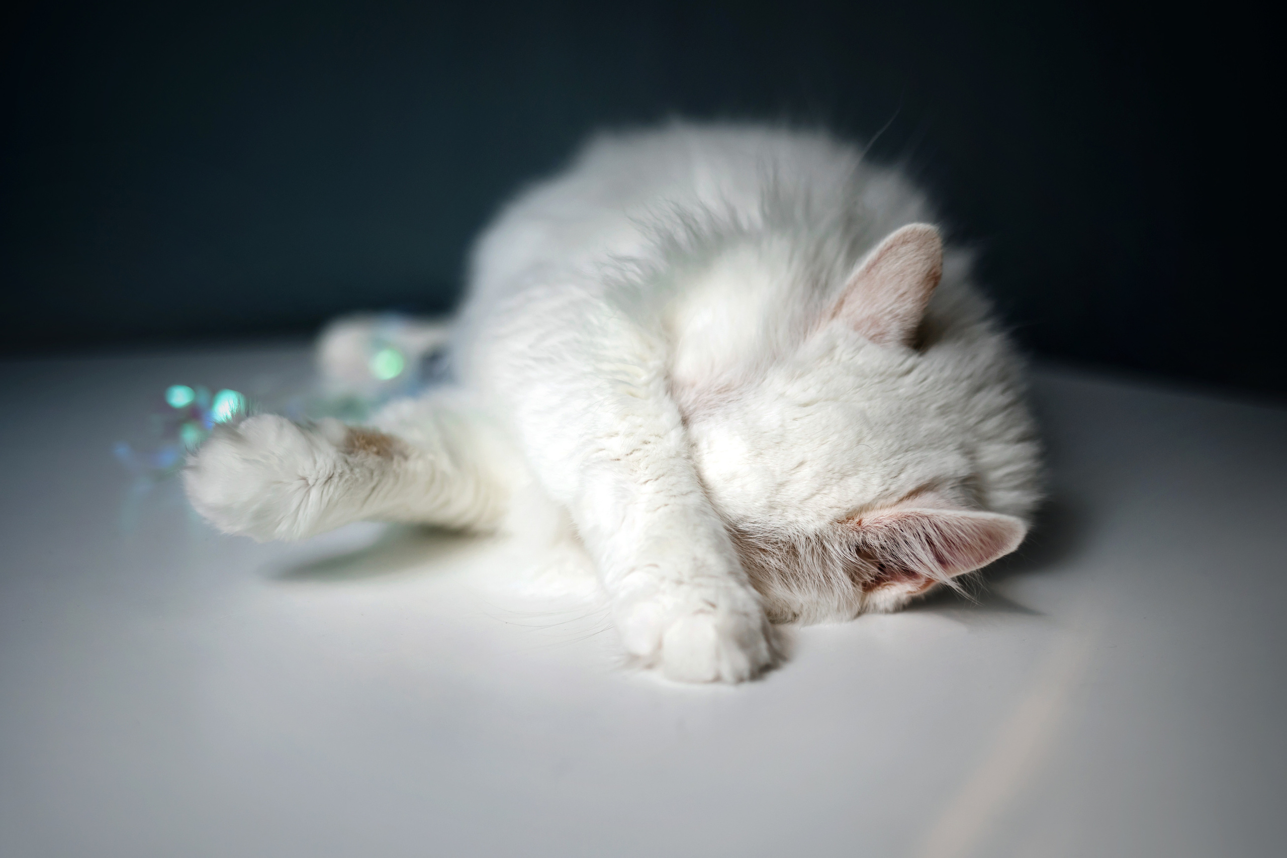 Фотосессия для котят в интерьере