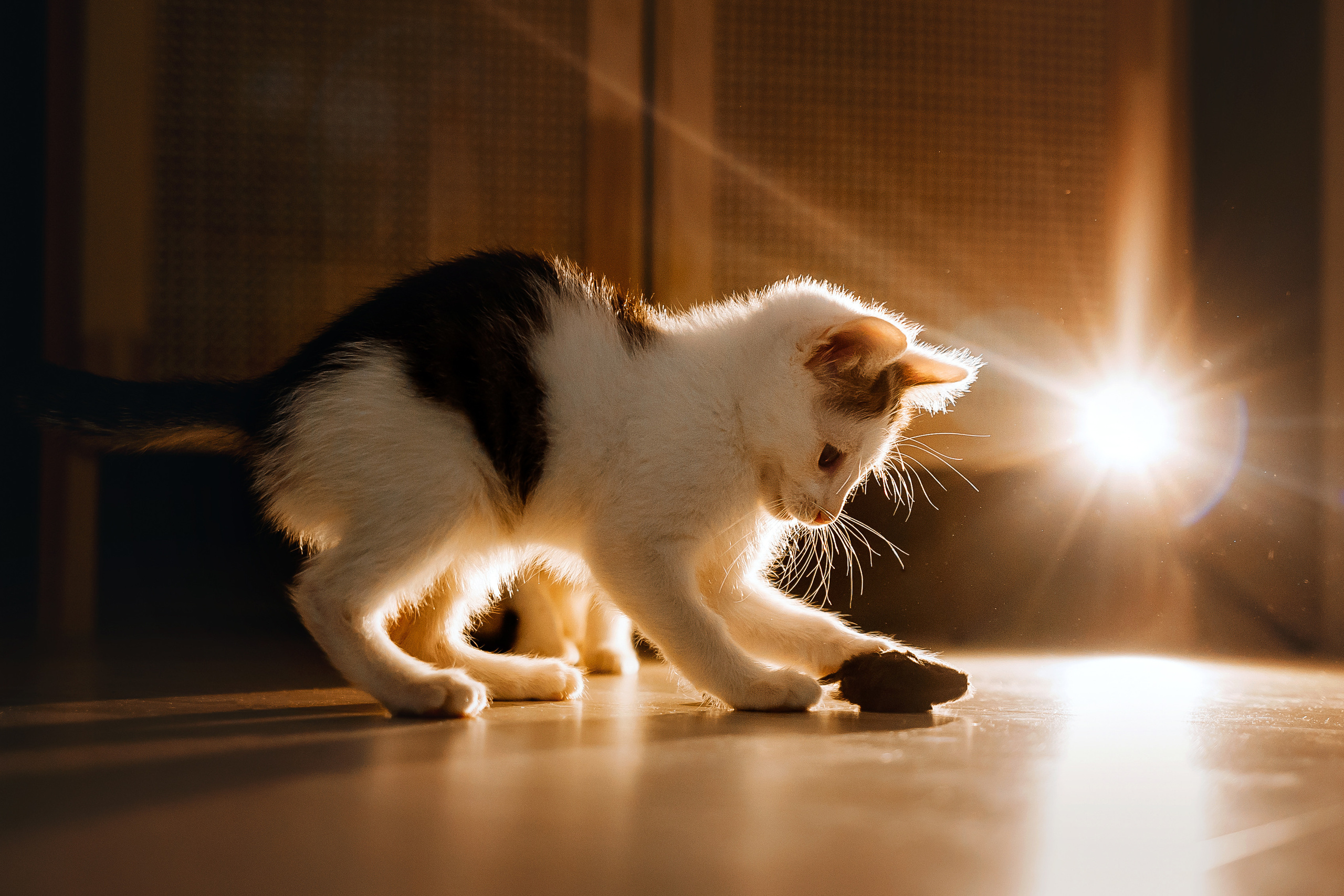 Фотосессия для котят в интерьере