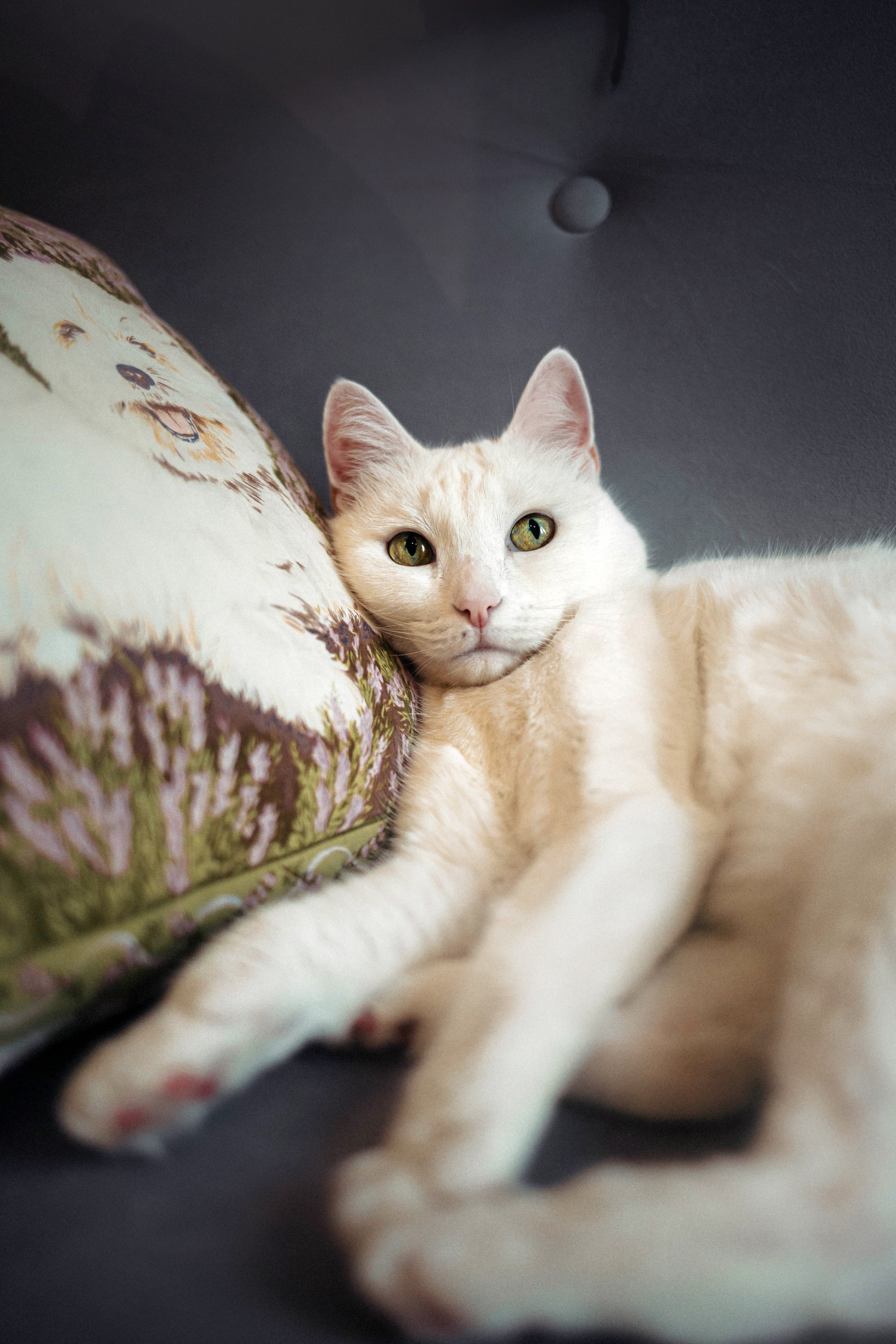 Фотосессия для кота в интерьере