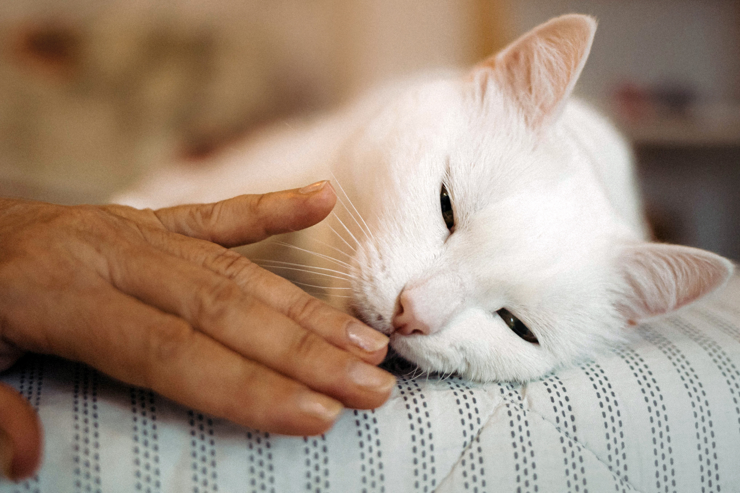 Фотосессия для кота в интерьере