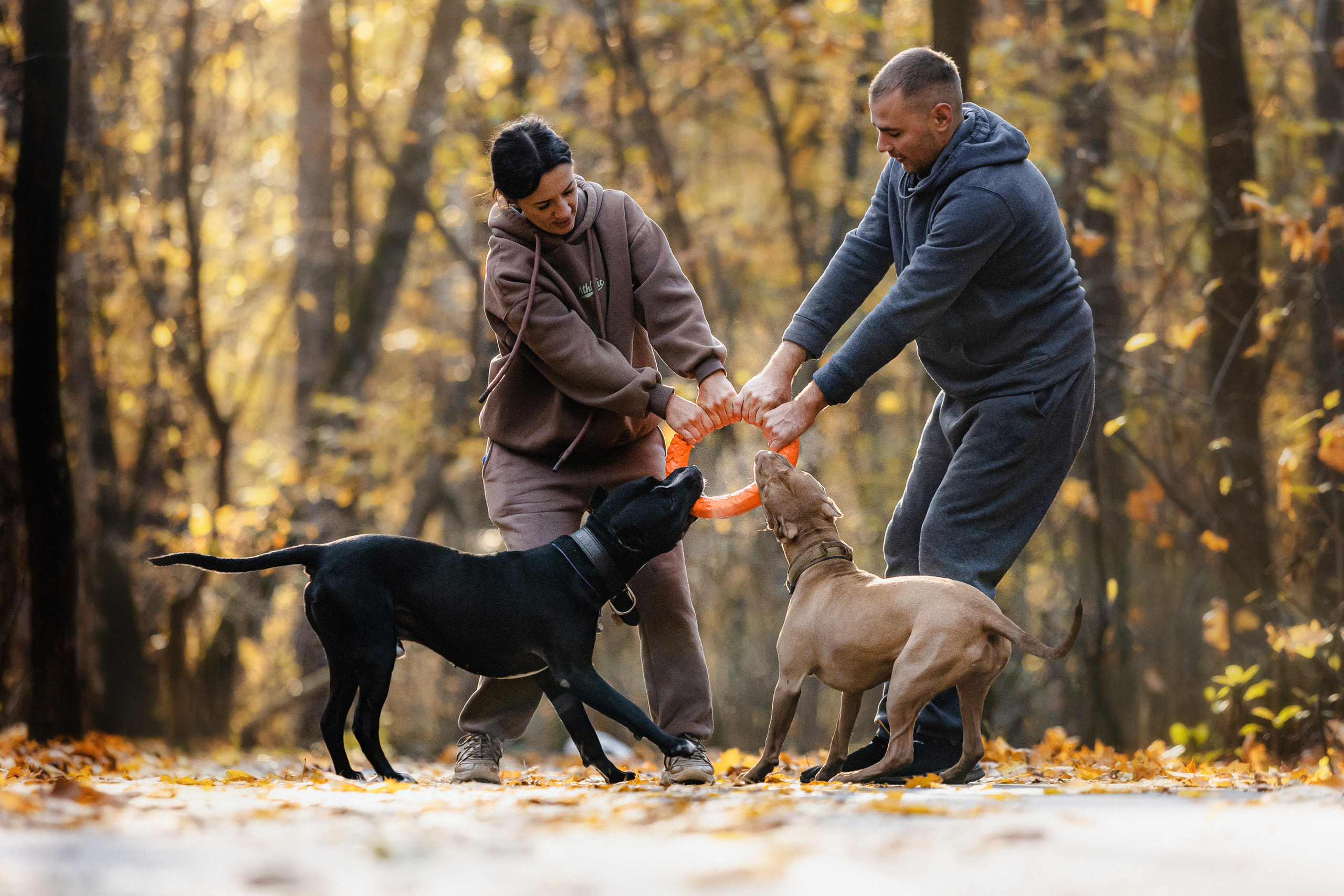 Фотосессия с собаками Камю и Афина в Москве
