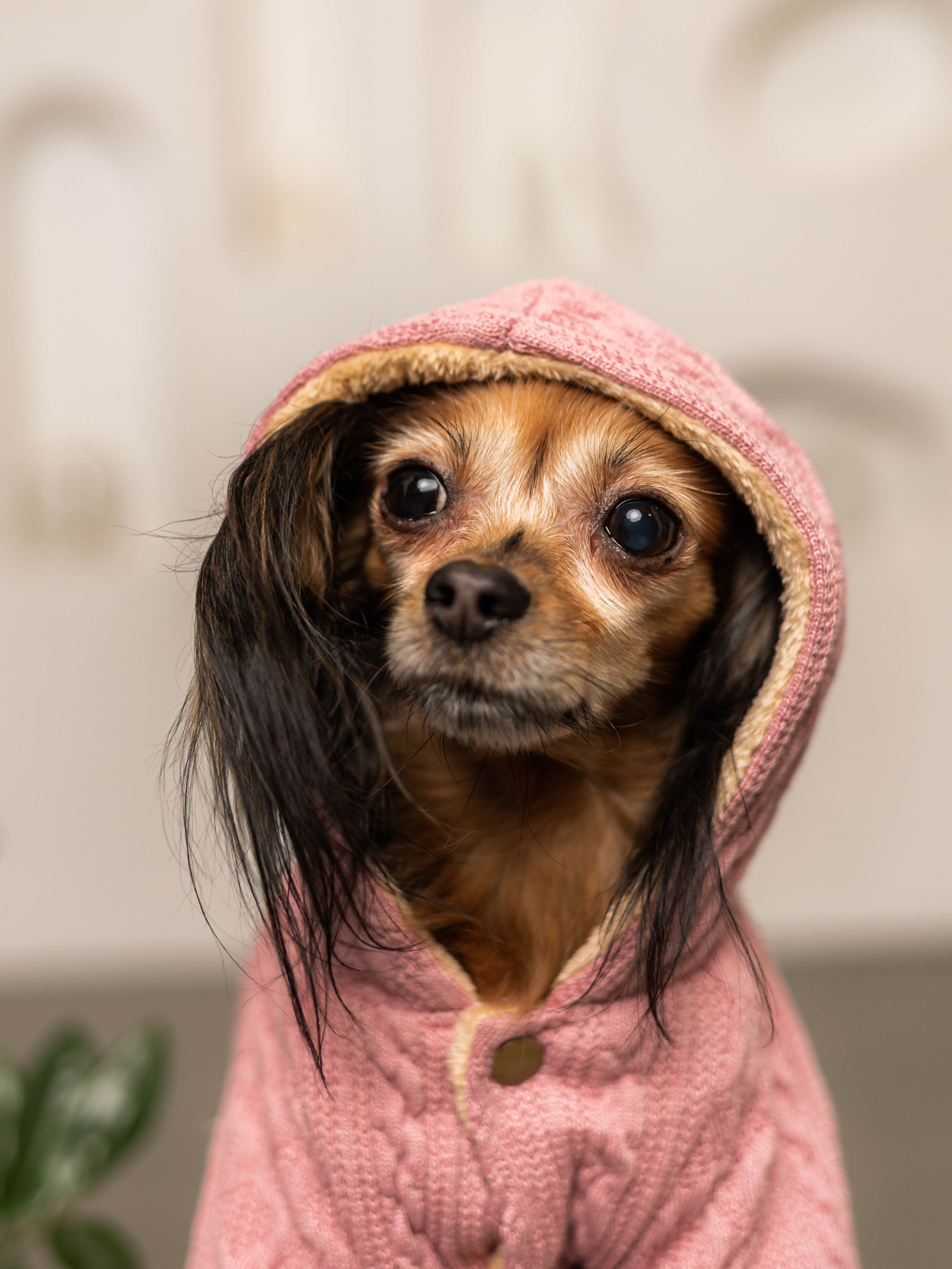 Фотосессия для каталога собачьих товаров на Wildberries